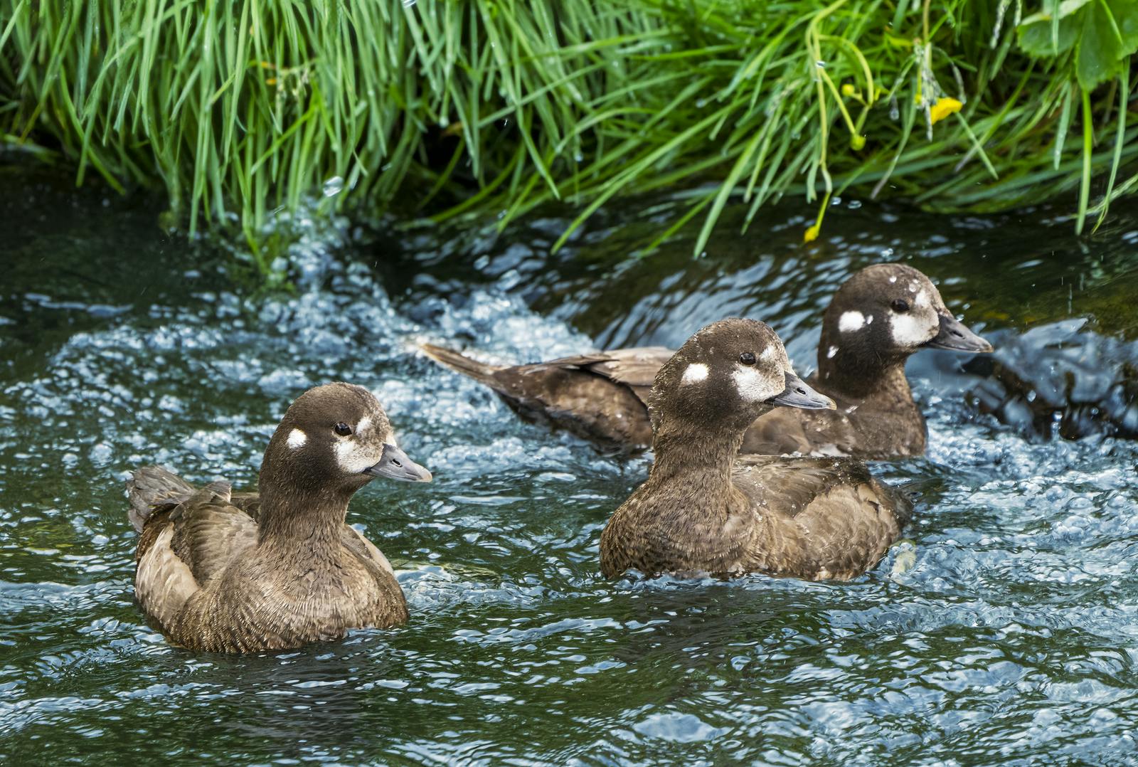 a group of harlequin ducks swimming