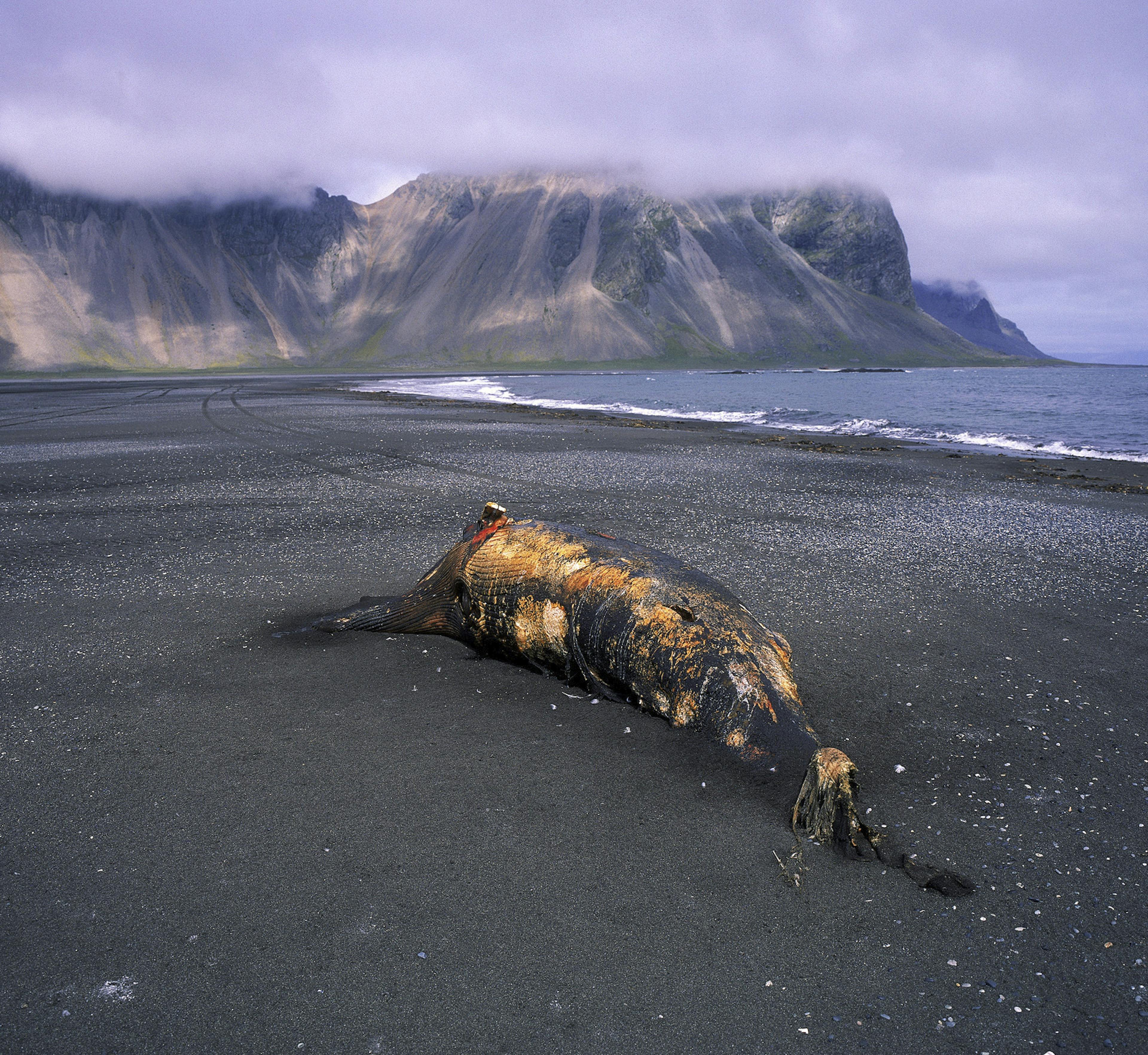 whale beached at stokknes