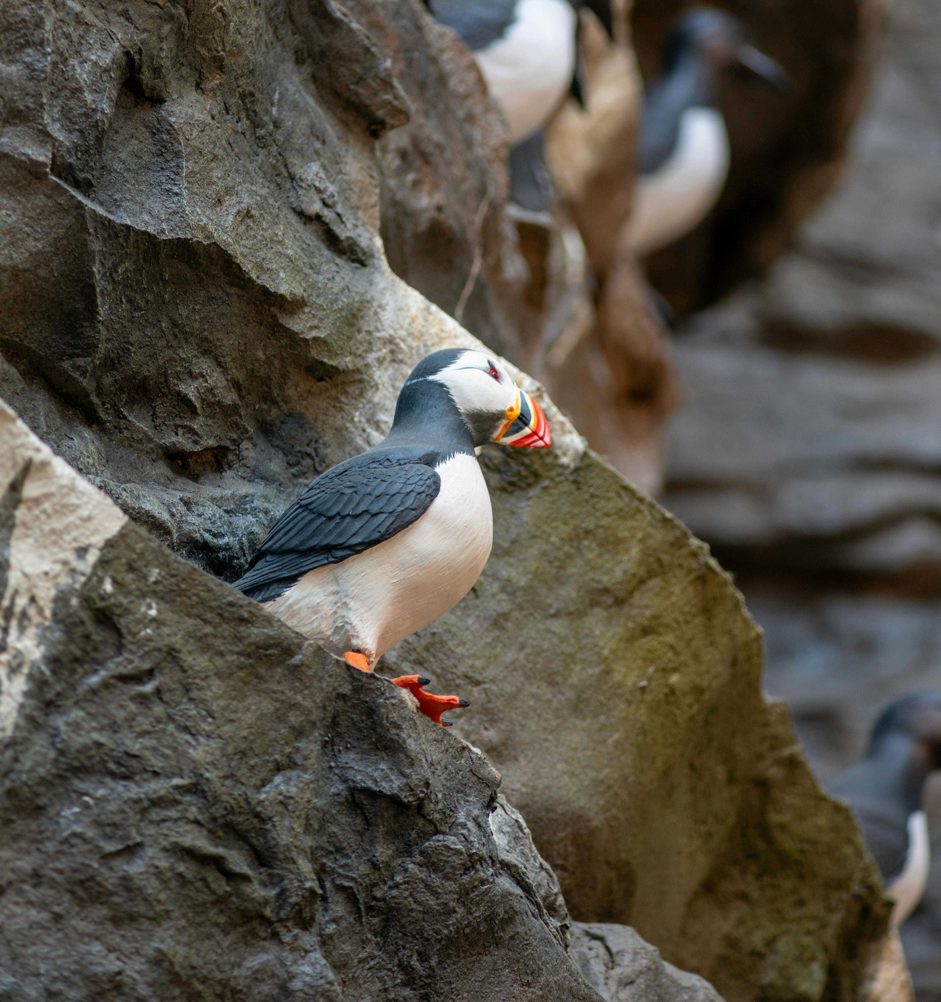 puffin in latrarbjarg at perlan