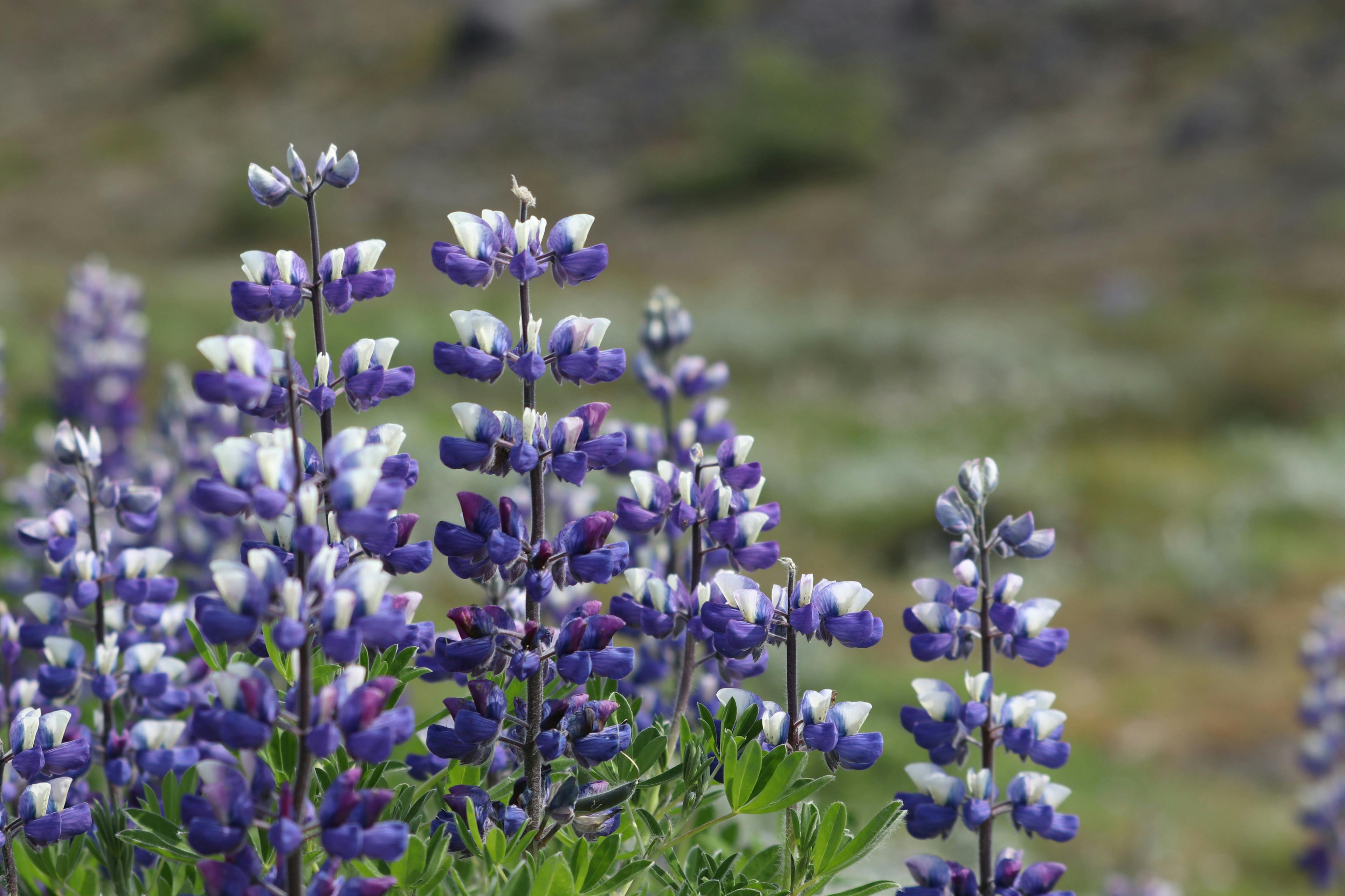 Lupin flowers near Perlan in Reykjavik in May