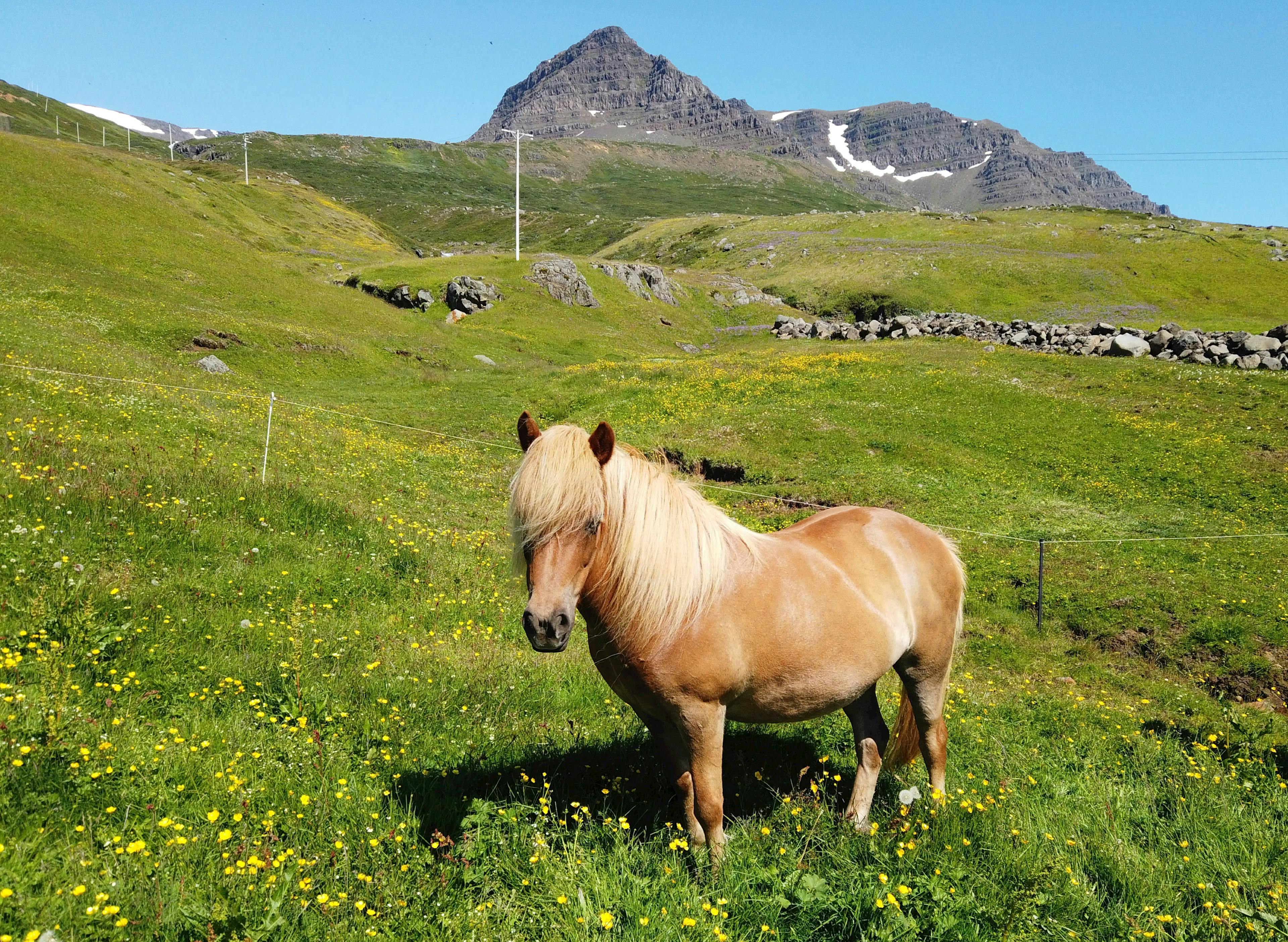 Icelandic horse Near Reykjavik in May