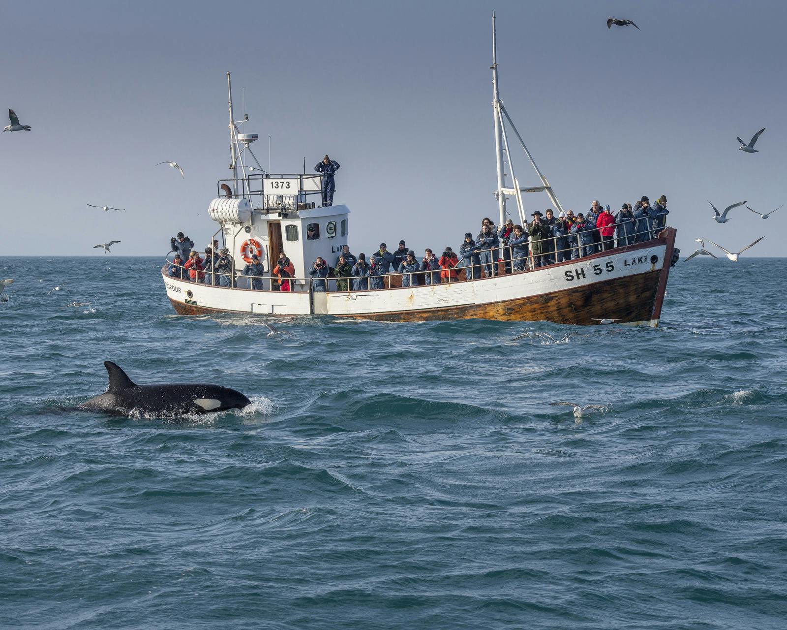 whale watching boat with an orca swimming next to it in Iceland