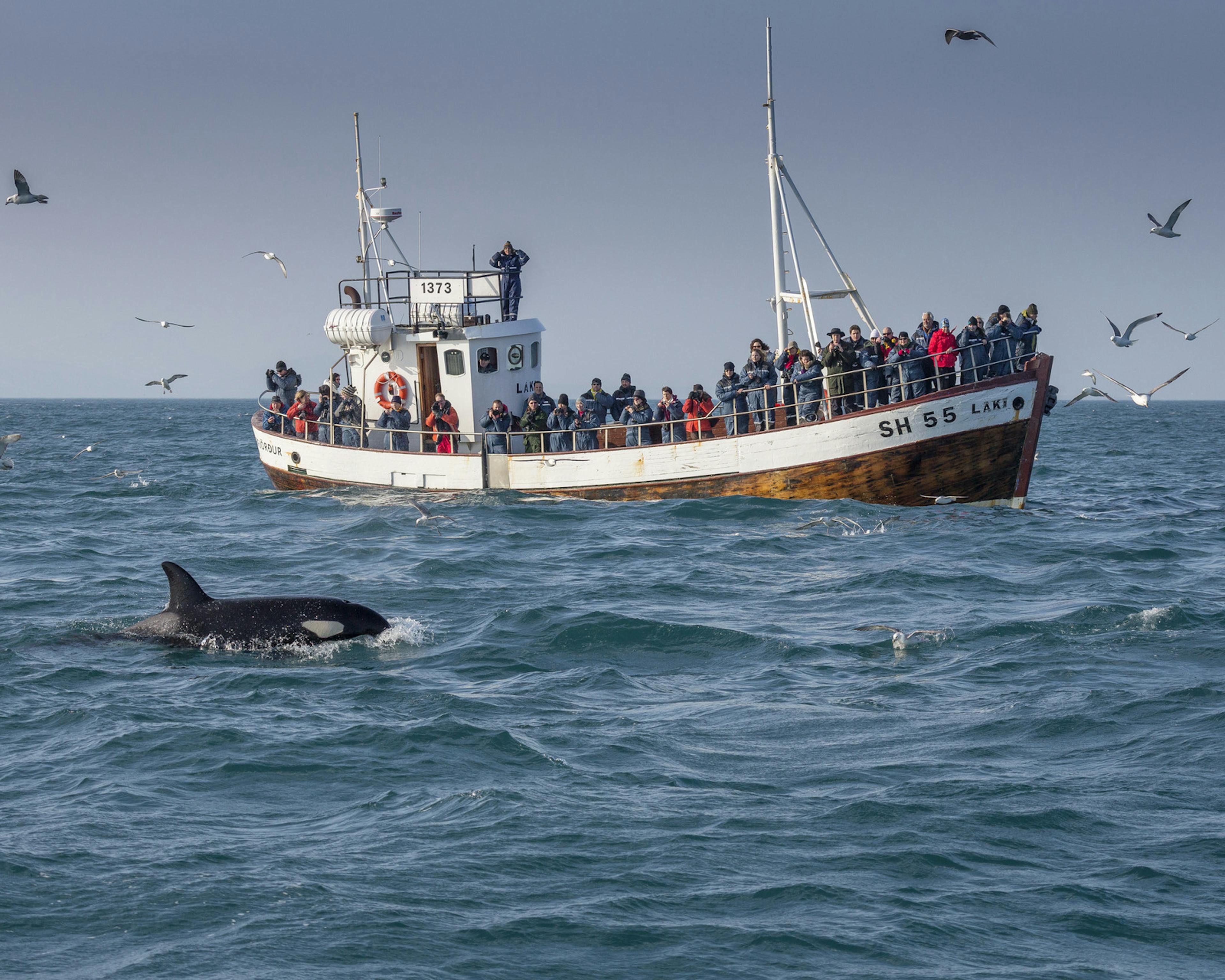 whale watching boat with an orca swimming next to it in Iceland