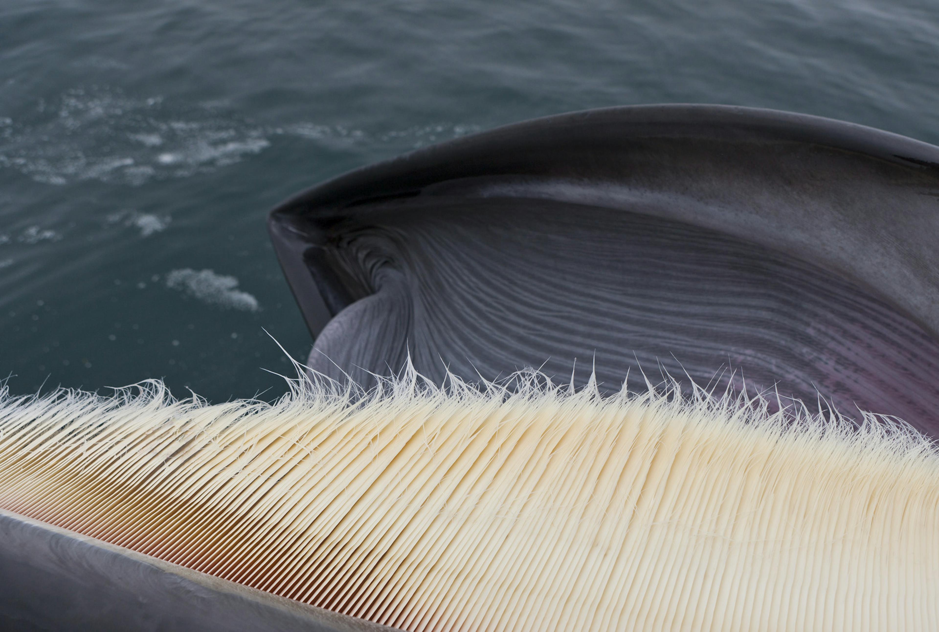 close up on blue whale teeth
