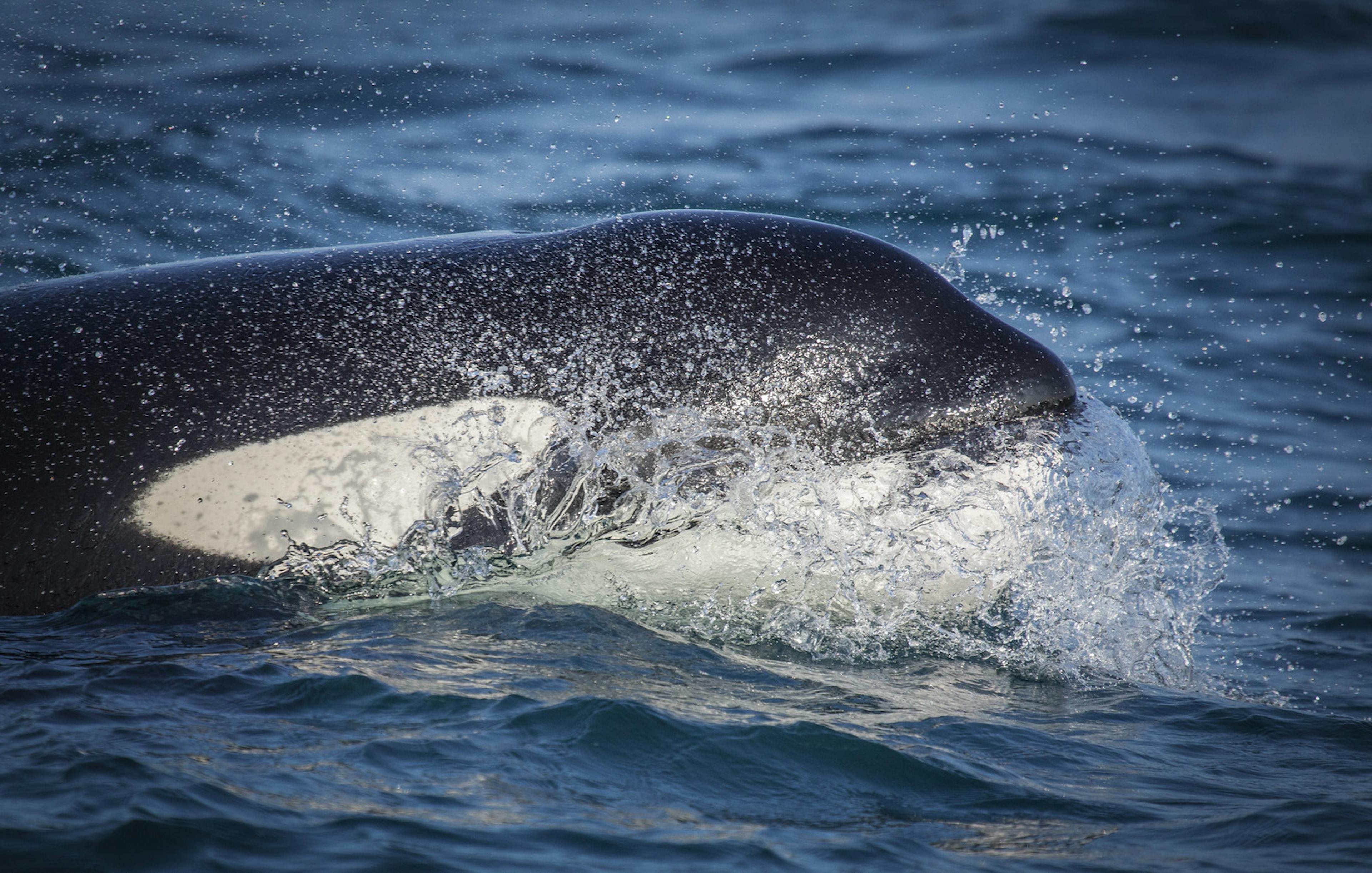 close up of Orca Whale poking head out of water
