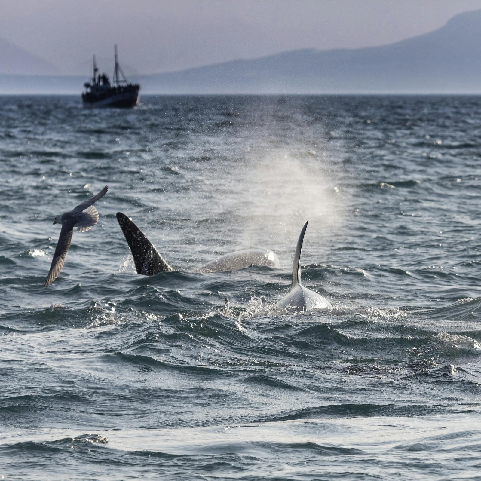 multiple orcas feeding in icelandic waters