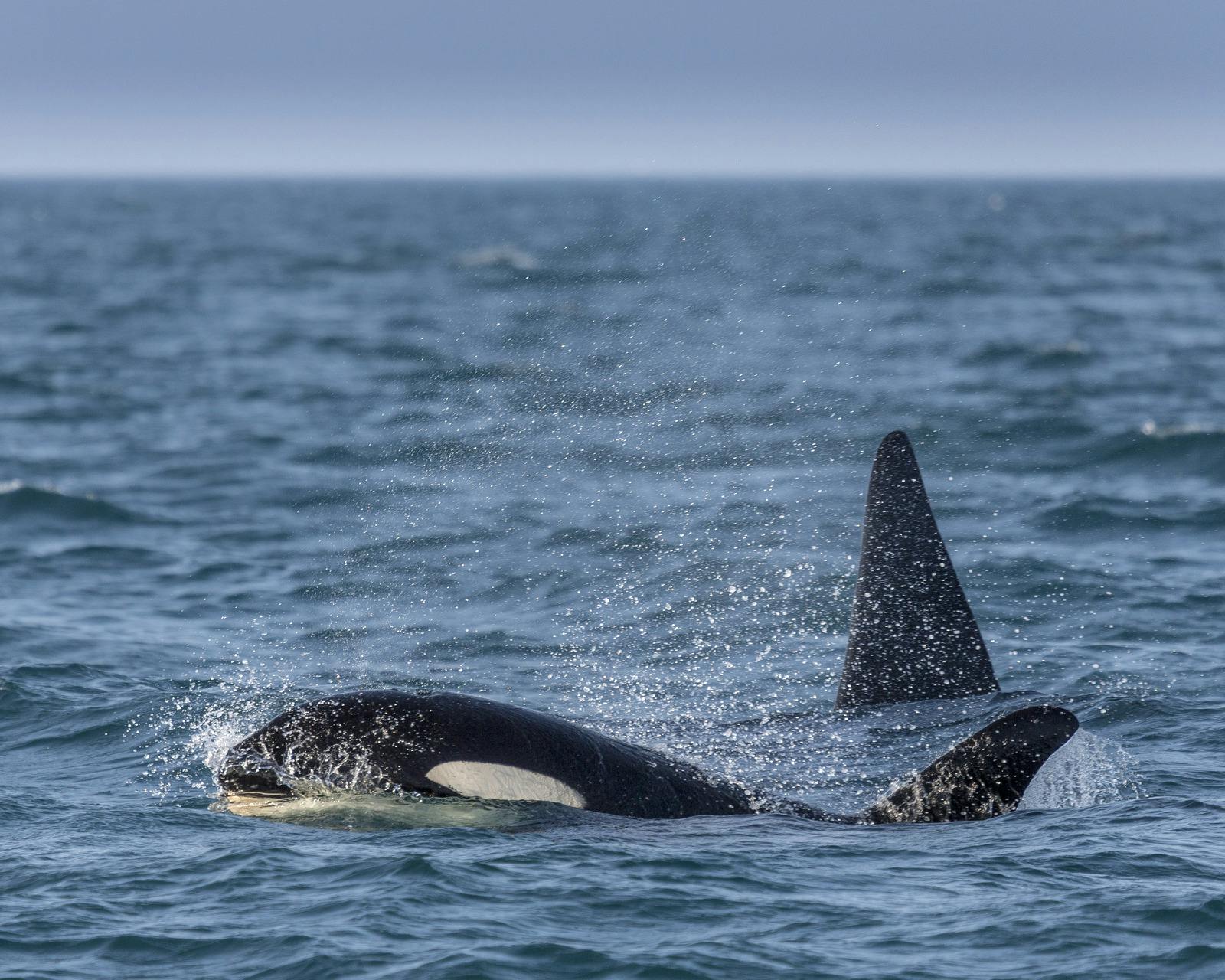 Orcas in Iceland poking their heads out