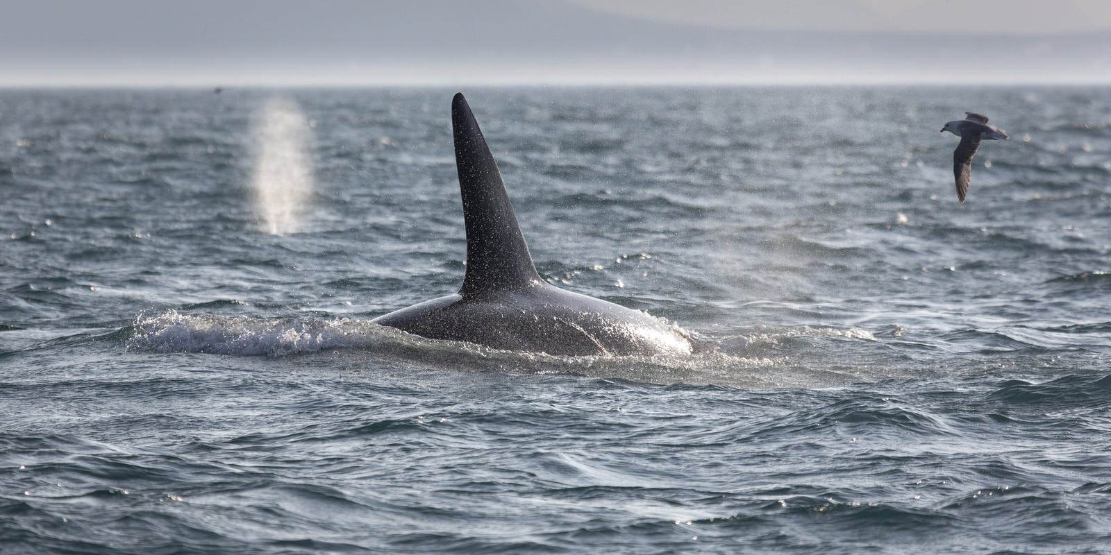 Killer whale in iceland with fin out of water