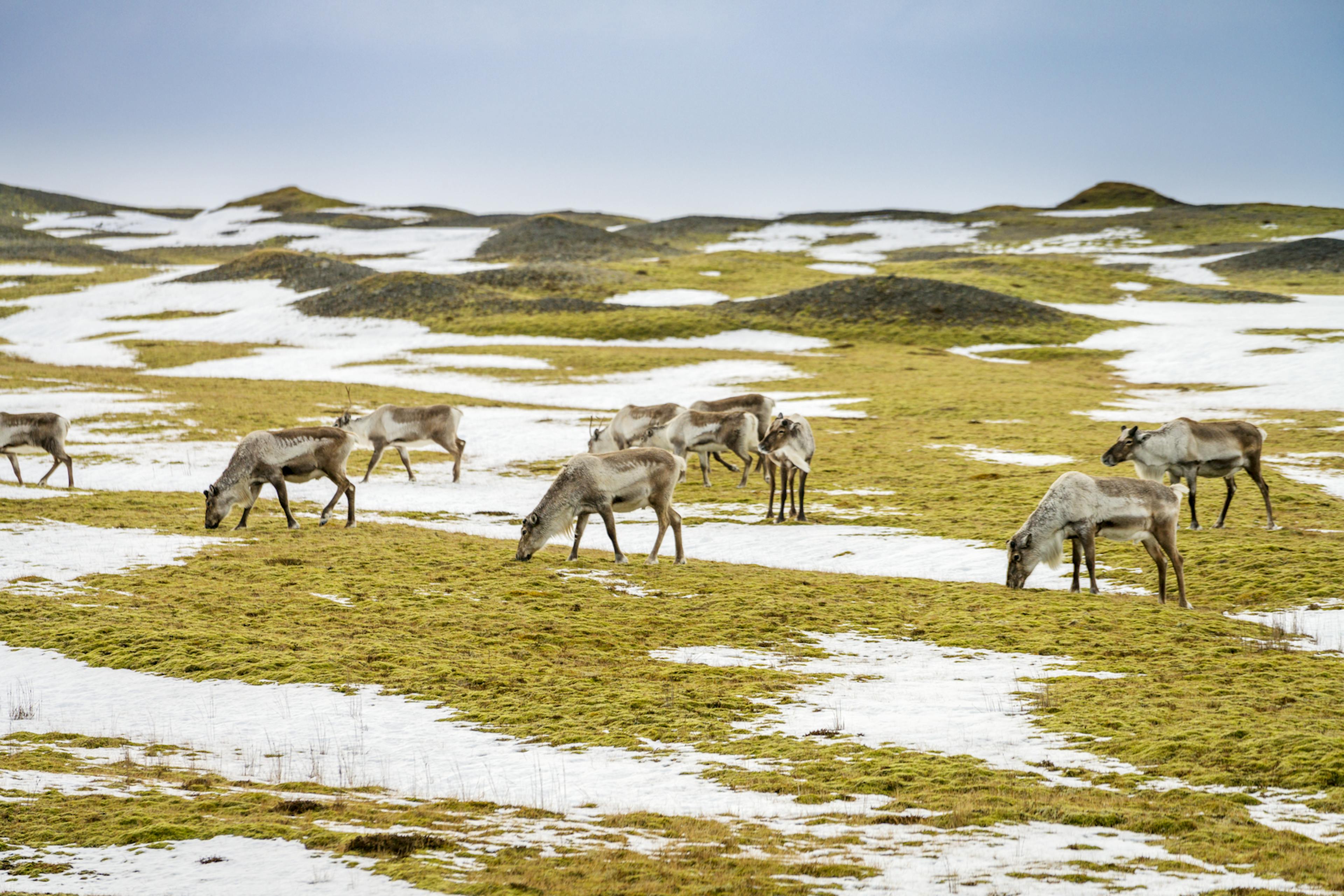 A group of reindeer in Iceland grazing grass between snow