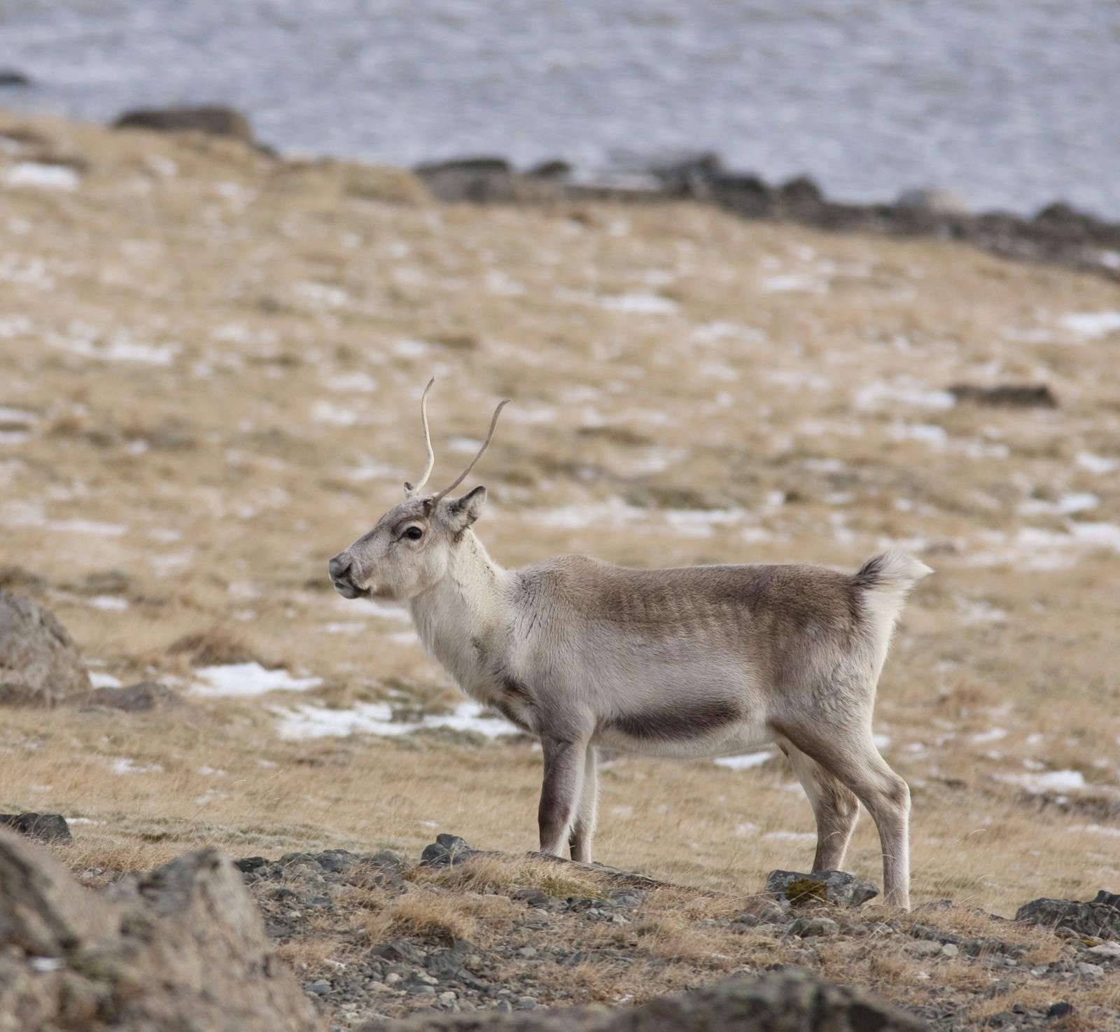 Alone young reindeer in iceland