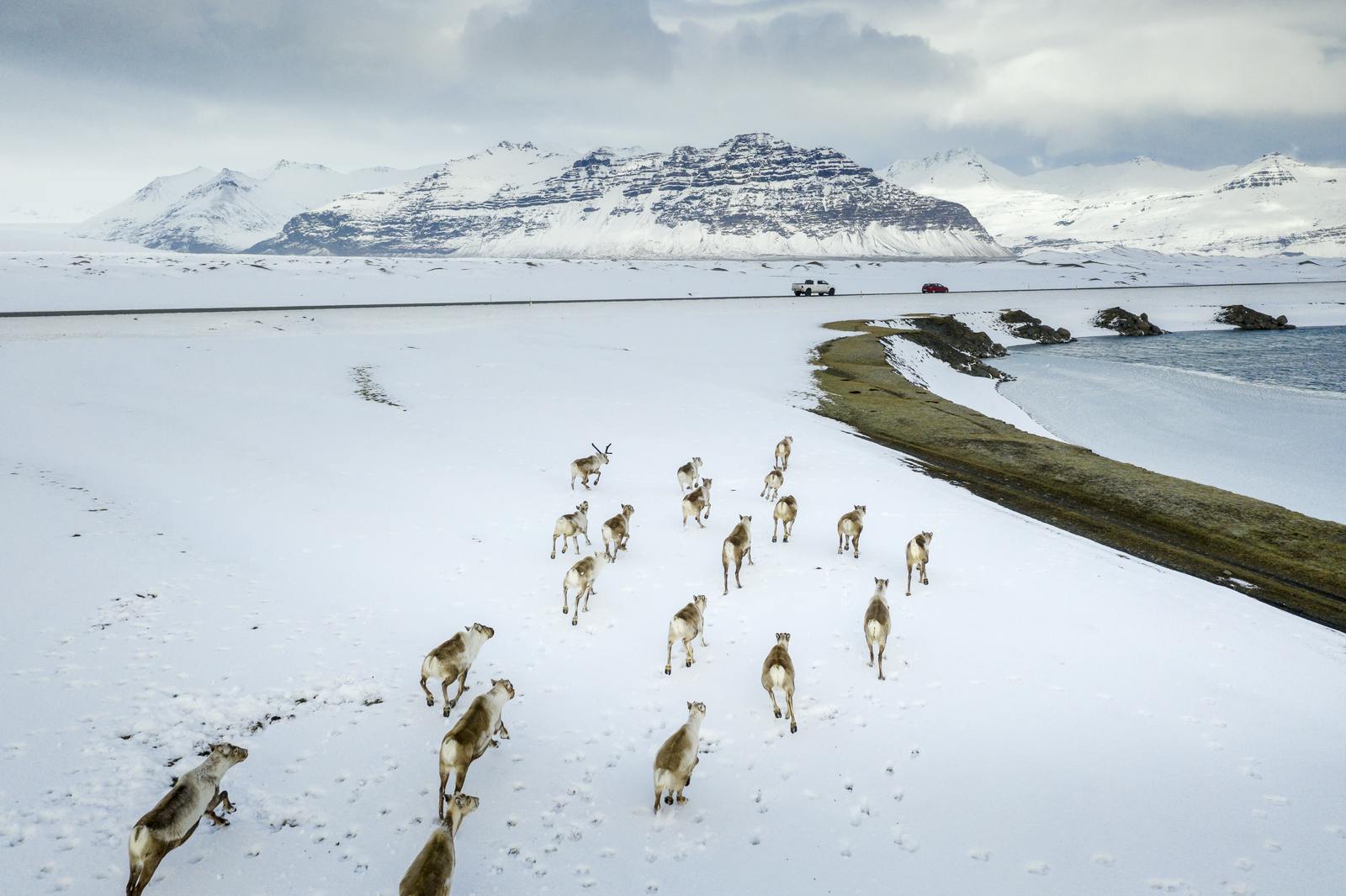 A group of reindeer in iceland during winter near the ocean with a mountain in the background