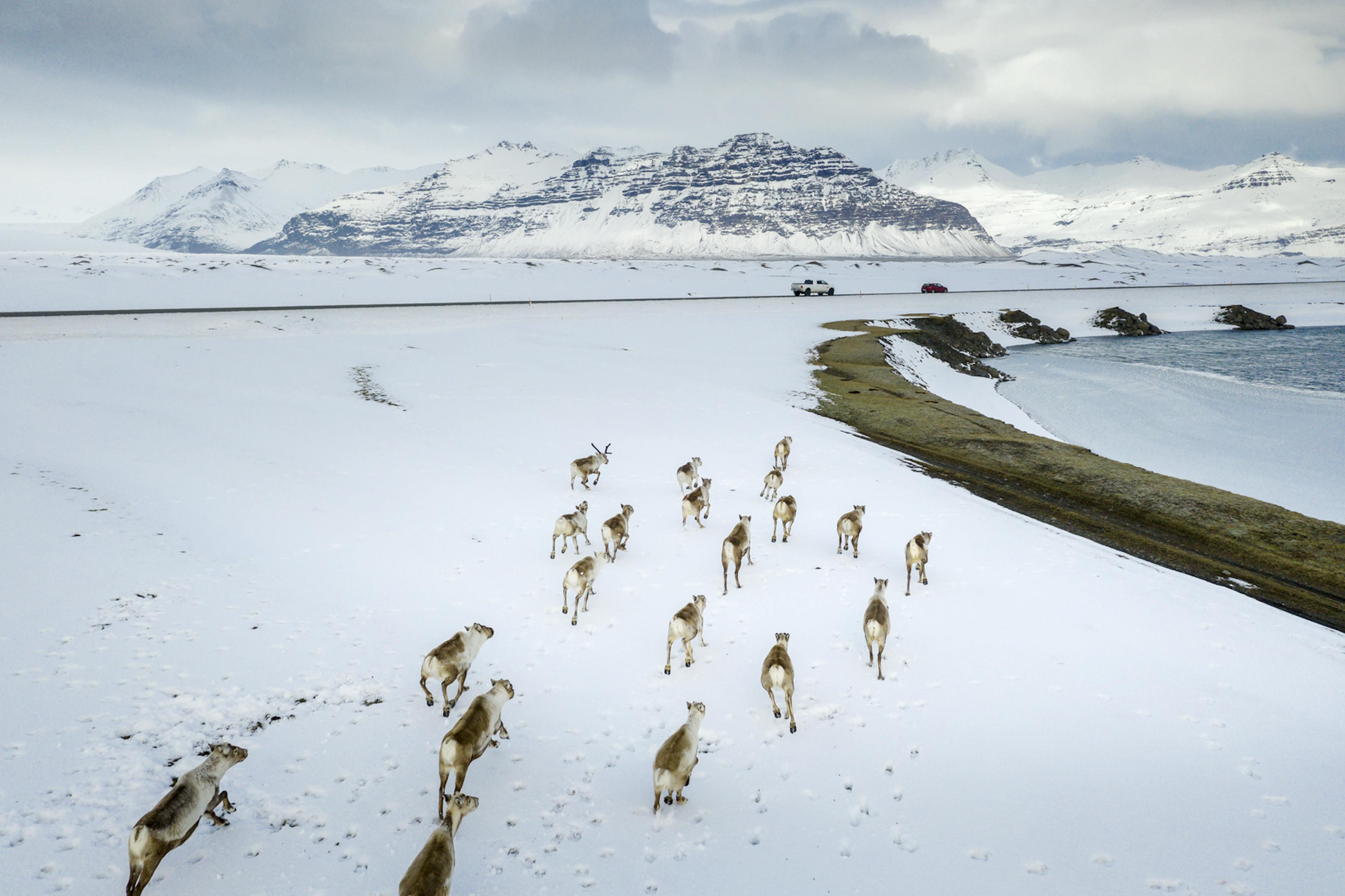 A group of reindeer in iceland during winter near the ocean with a mountain in the background