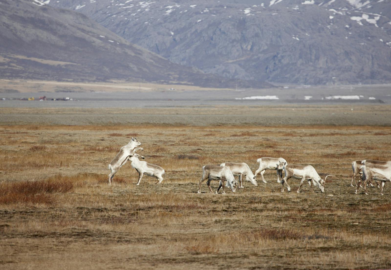 a group of reindeer in east Iceland, two are fighting