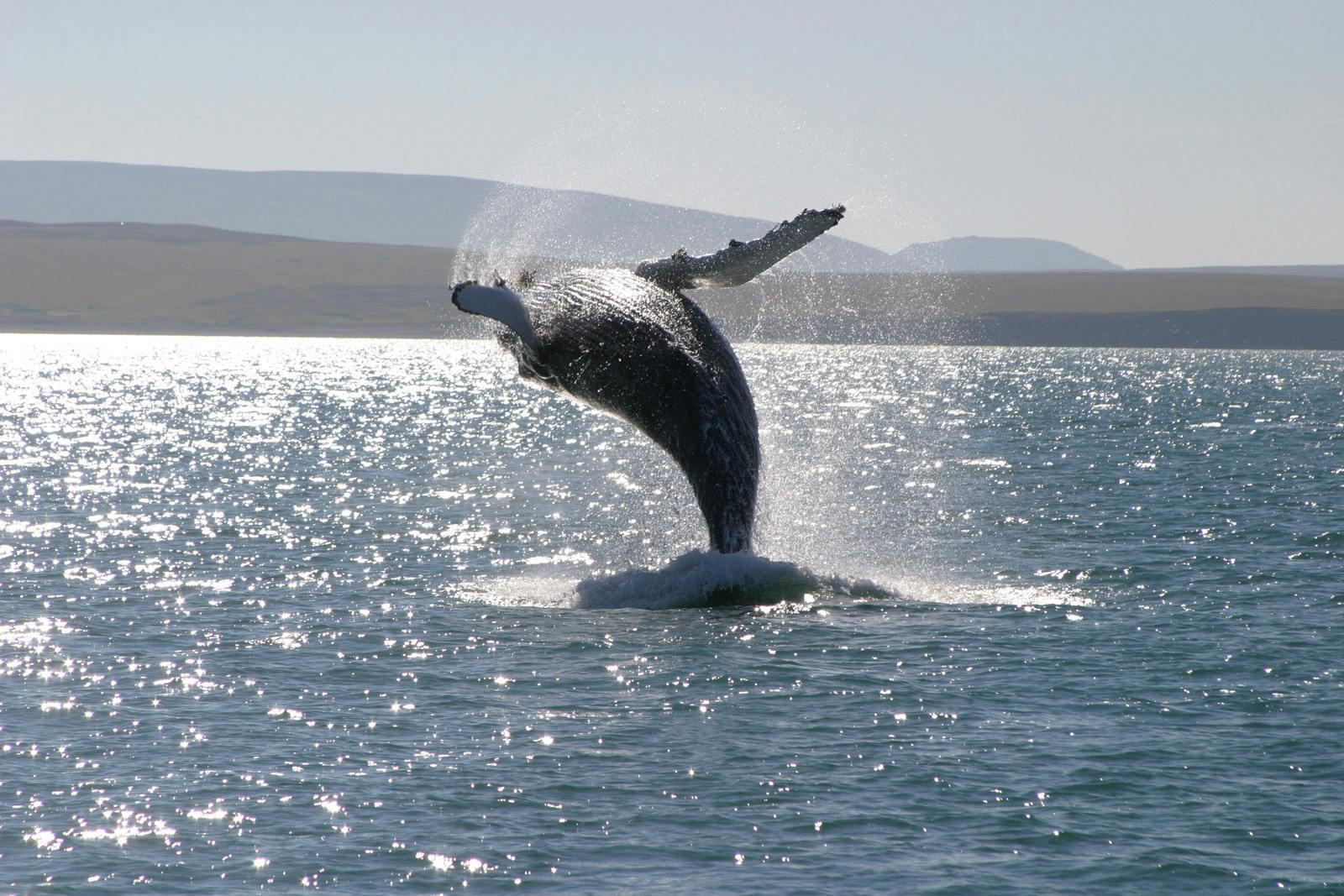Humpback whale jumping from the ocean in iceland