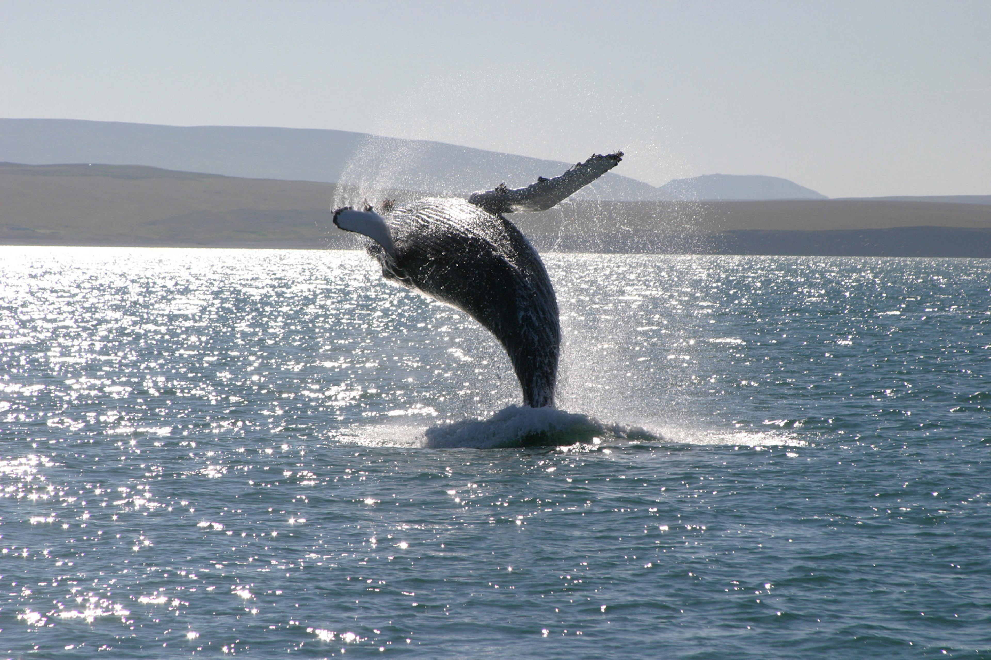 Humpback whale jumping from the ocean in iceland