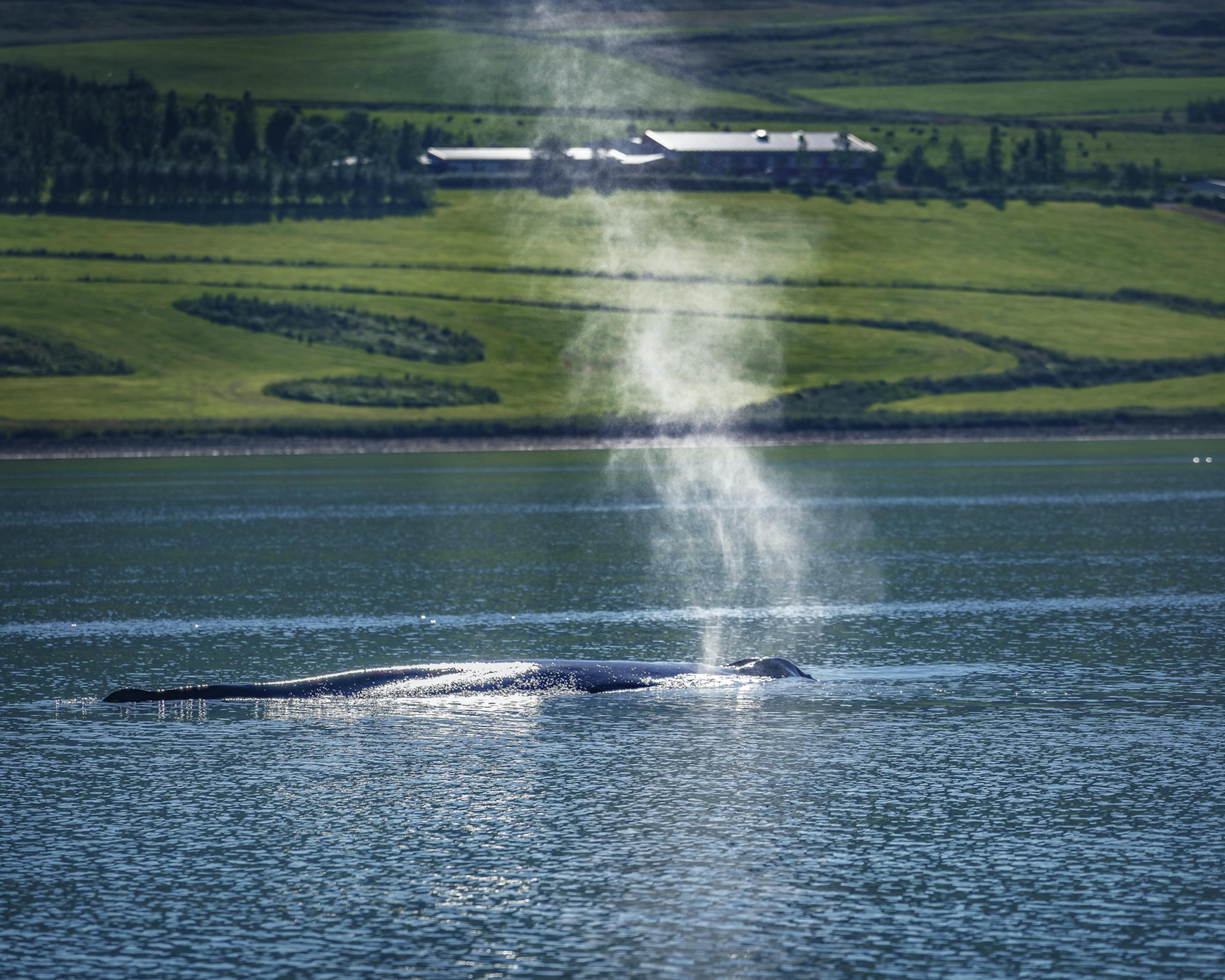 two humpback whales blowing water in icelands oceans