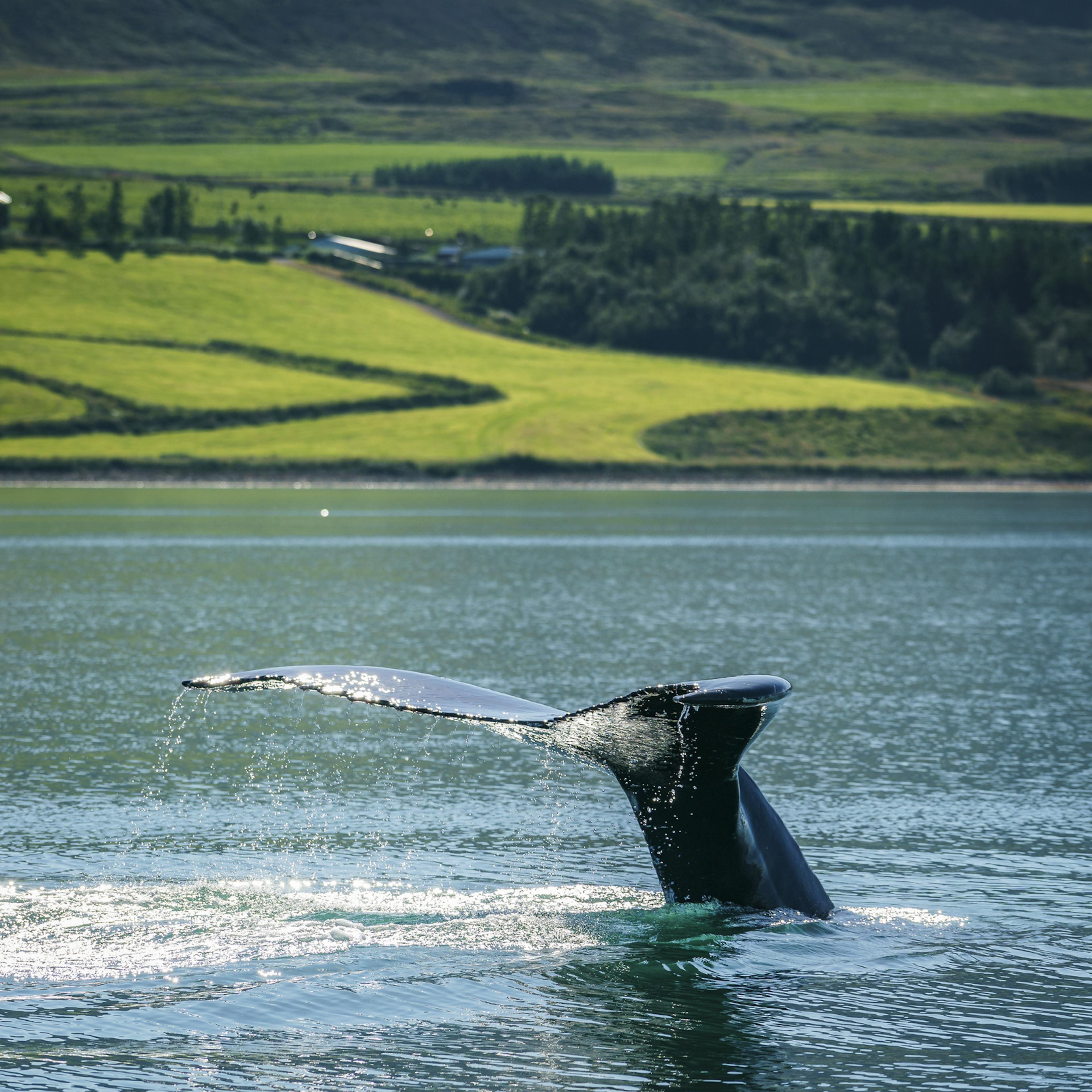 humpack whale sticking his back fin out of the water