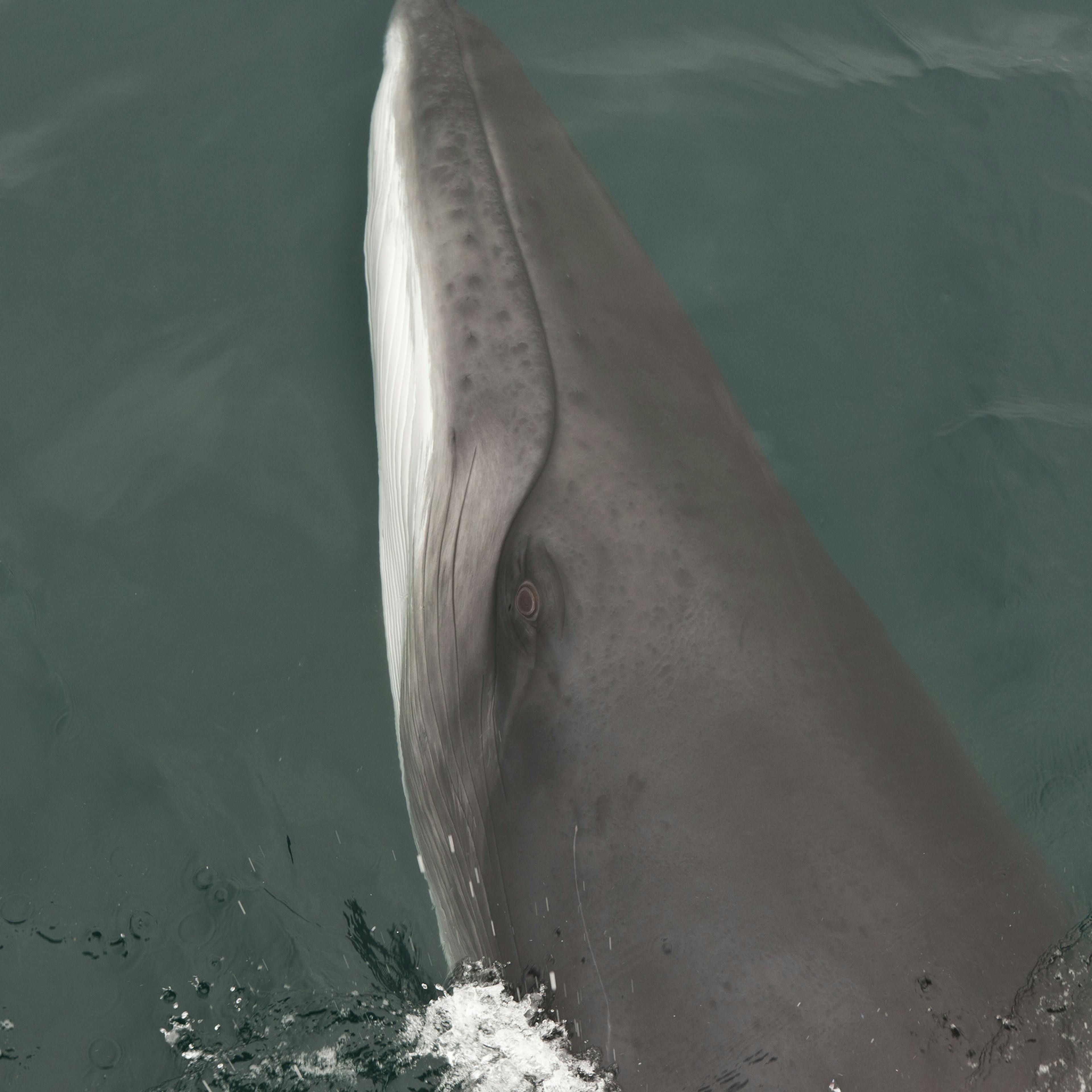 close up of a minke whale in icelandic waters