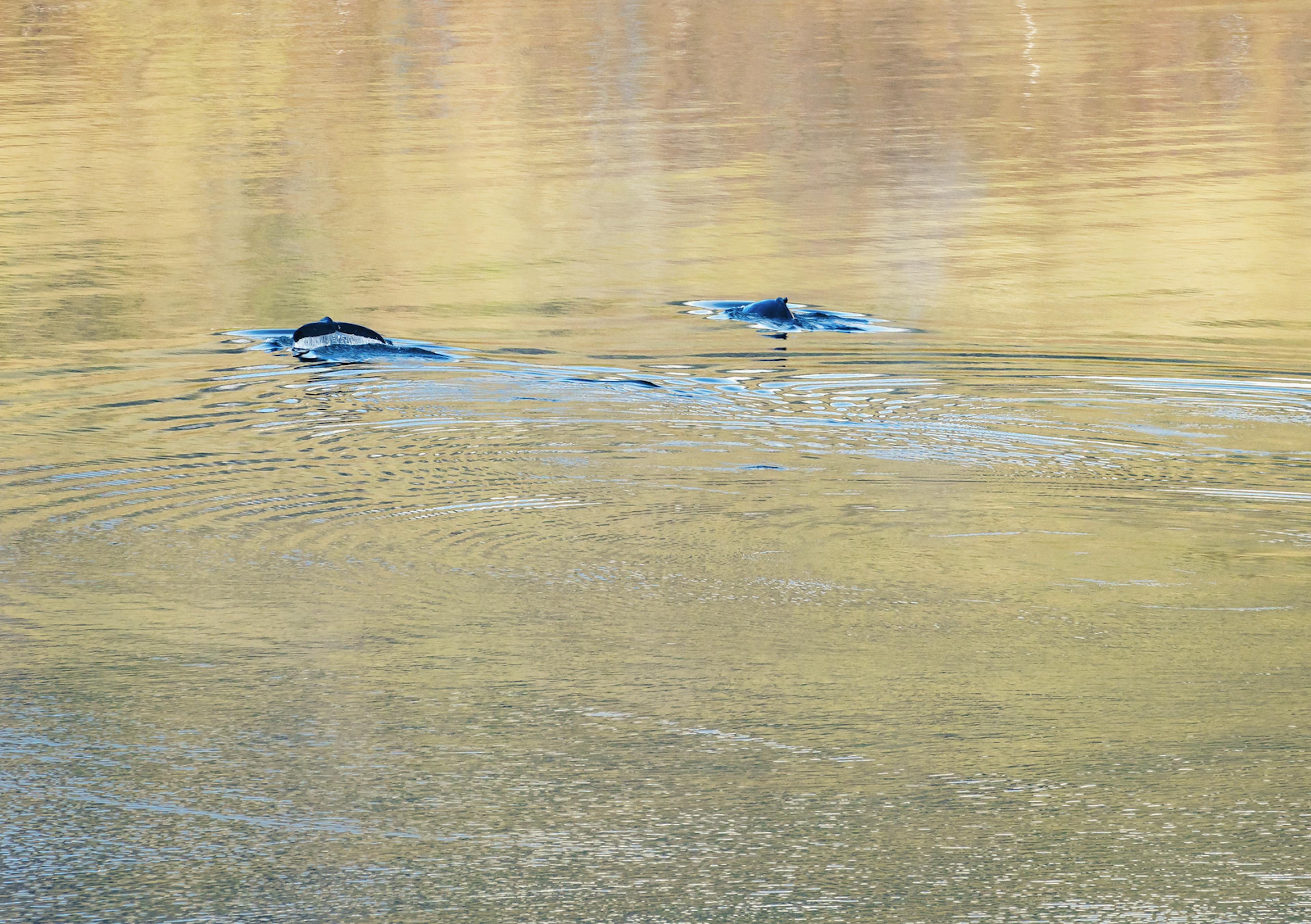 two minke whales right above the ocean line