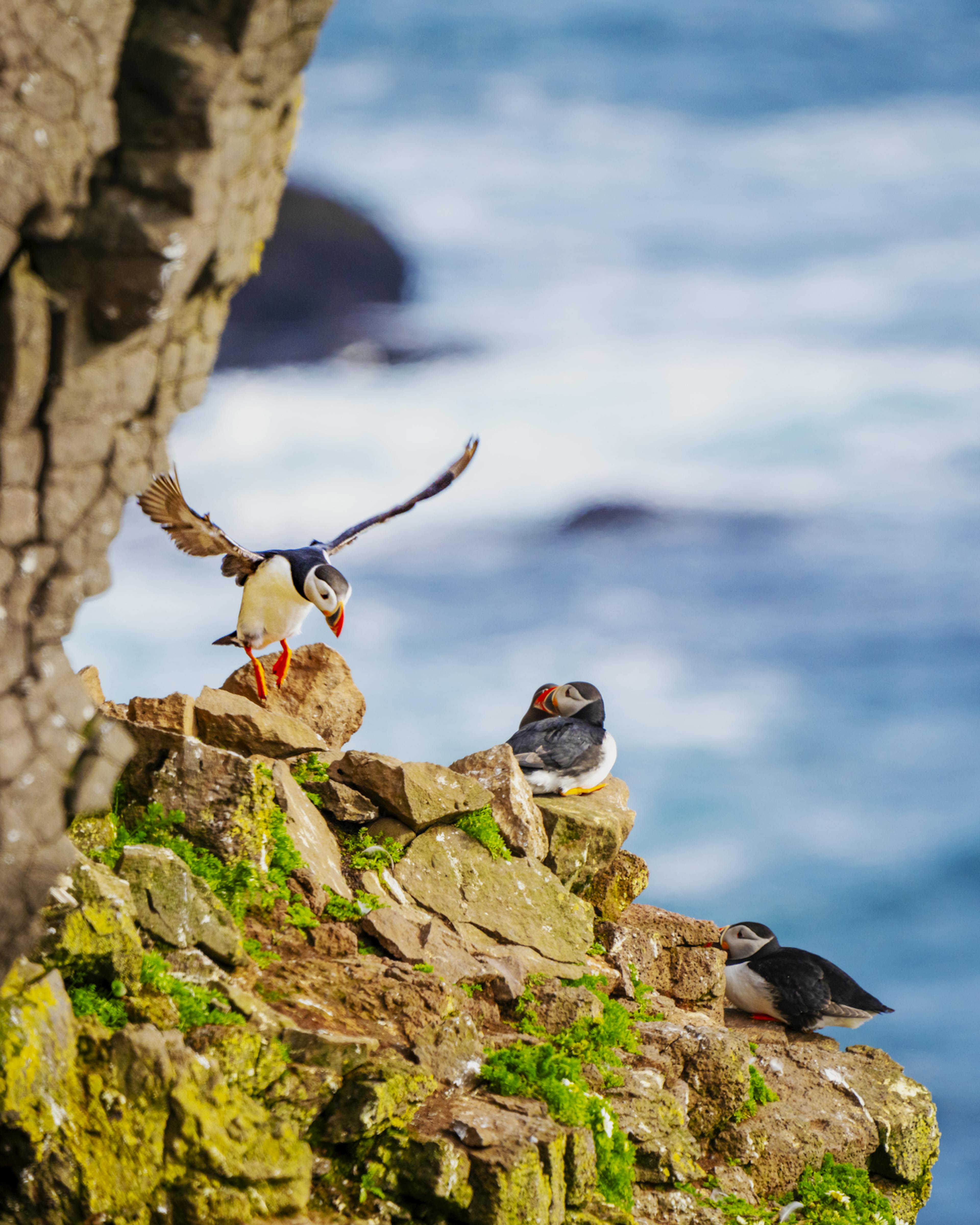 two puffins in Látrarbjarg