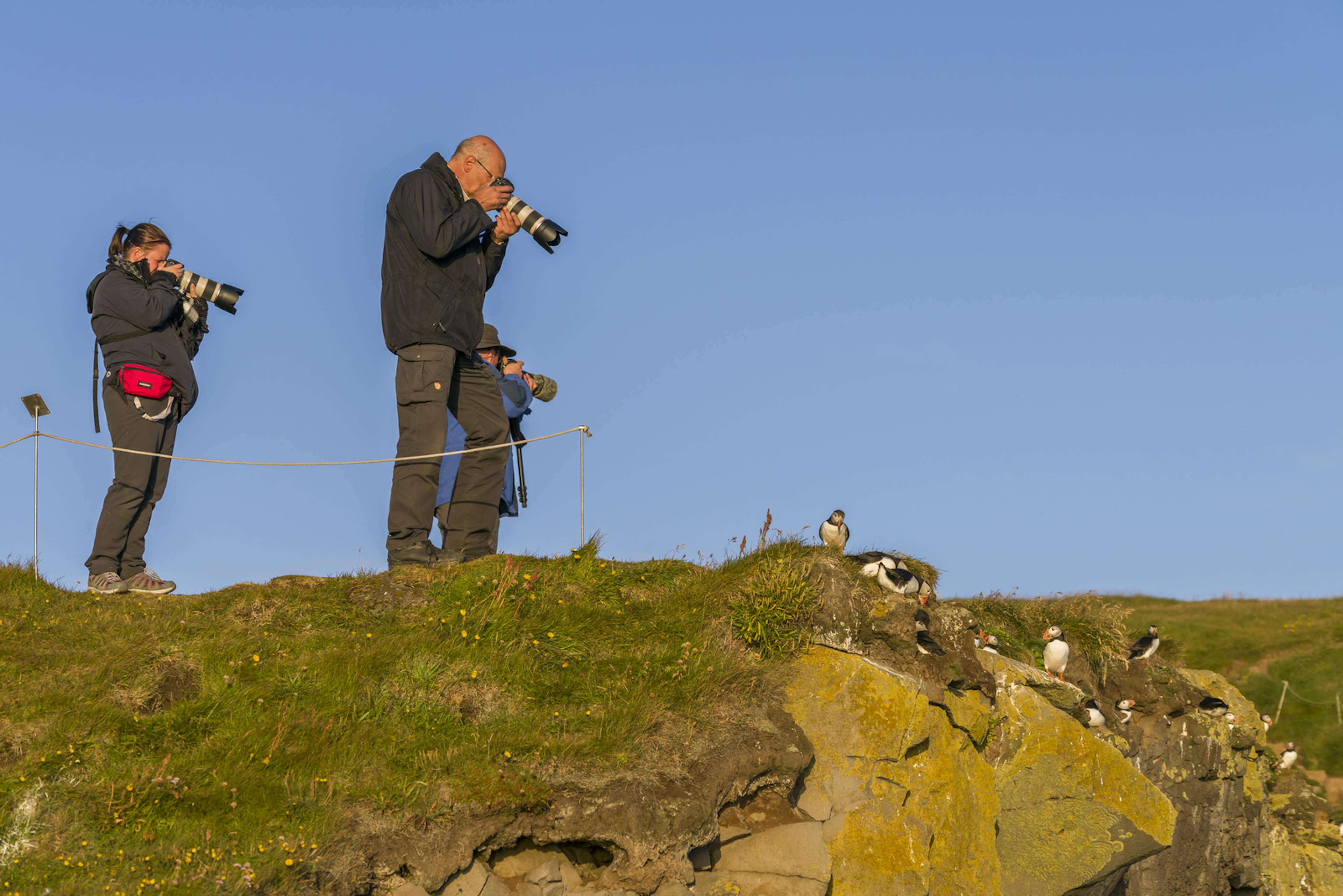 Birdwatchers taking photos of puffins in Dyrhóley