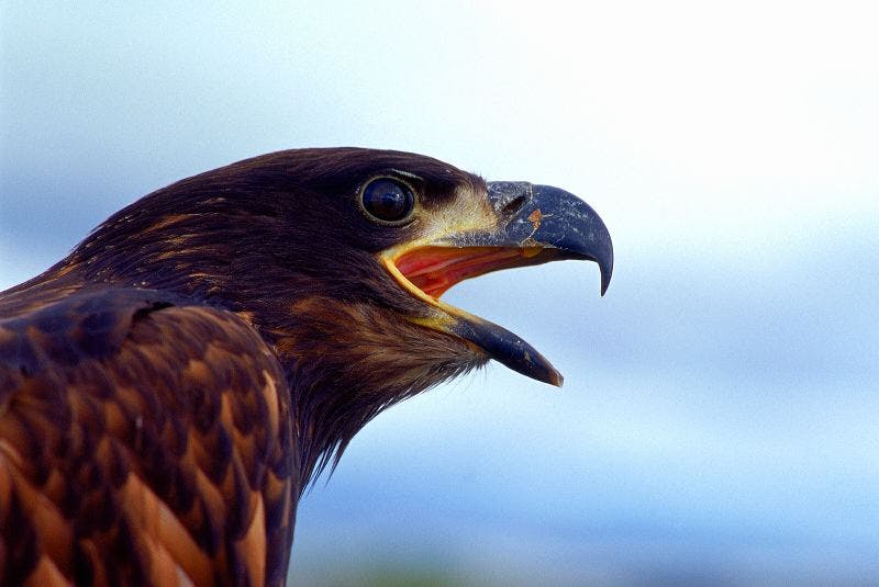 White Tailed Eagle in Iceland