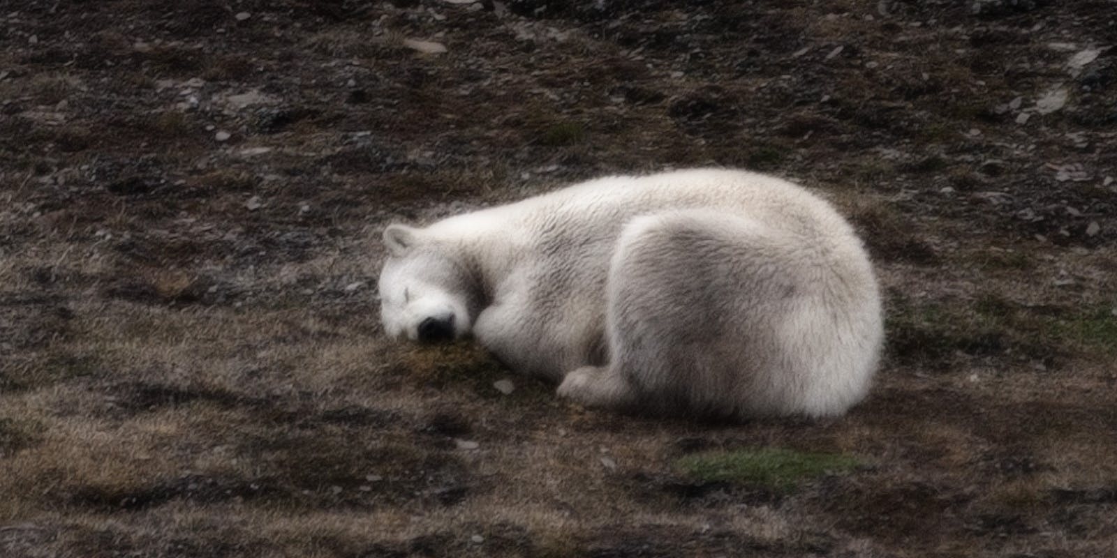 Polar bear resting