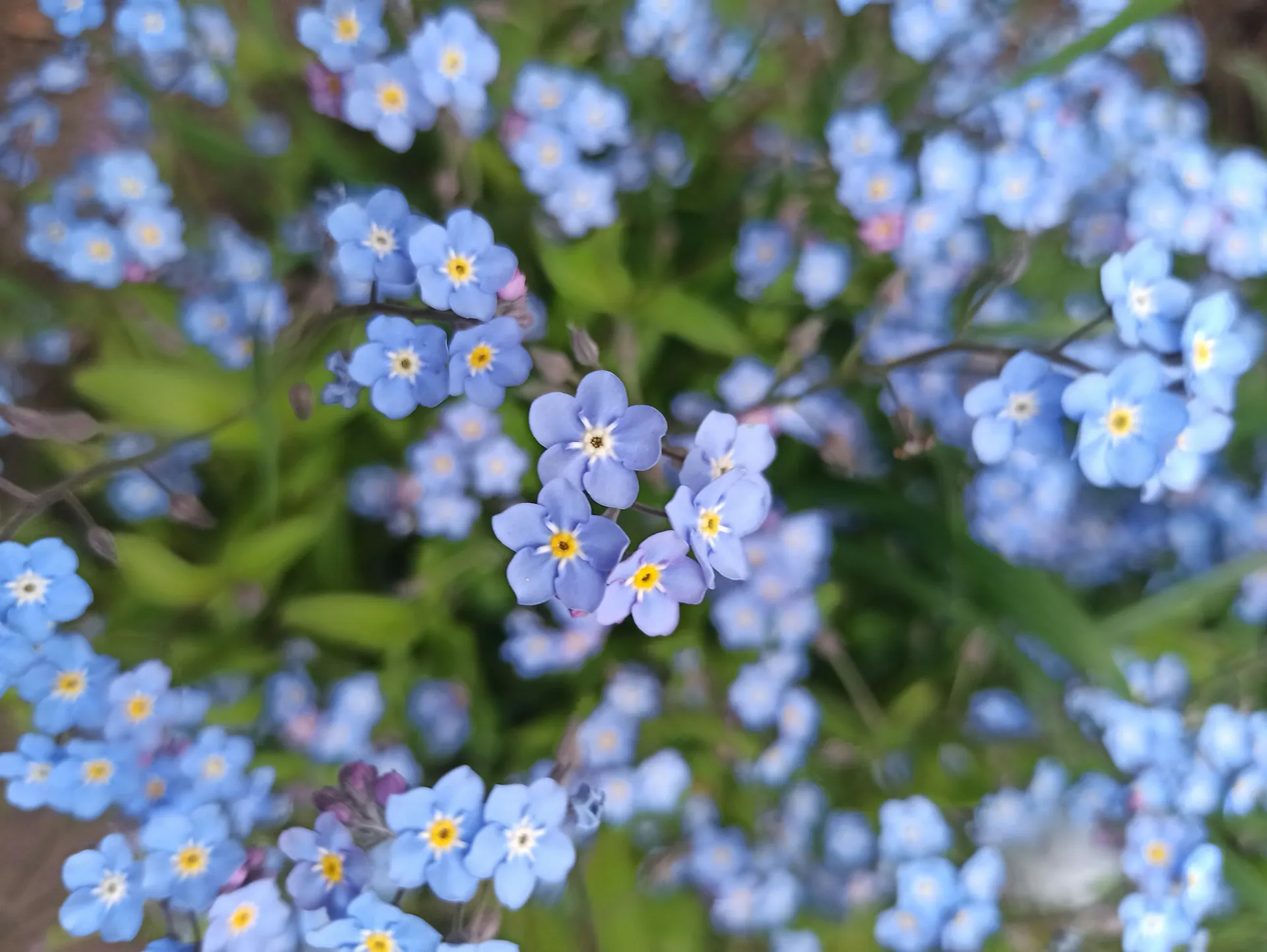 A close up for blue gleym-mér-ei