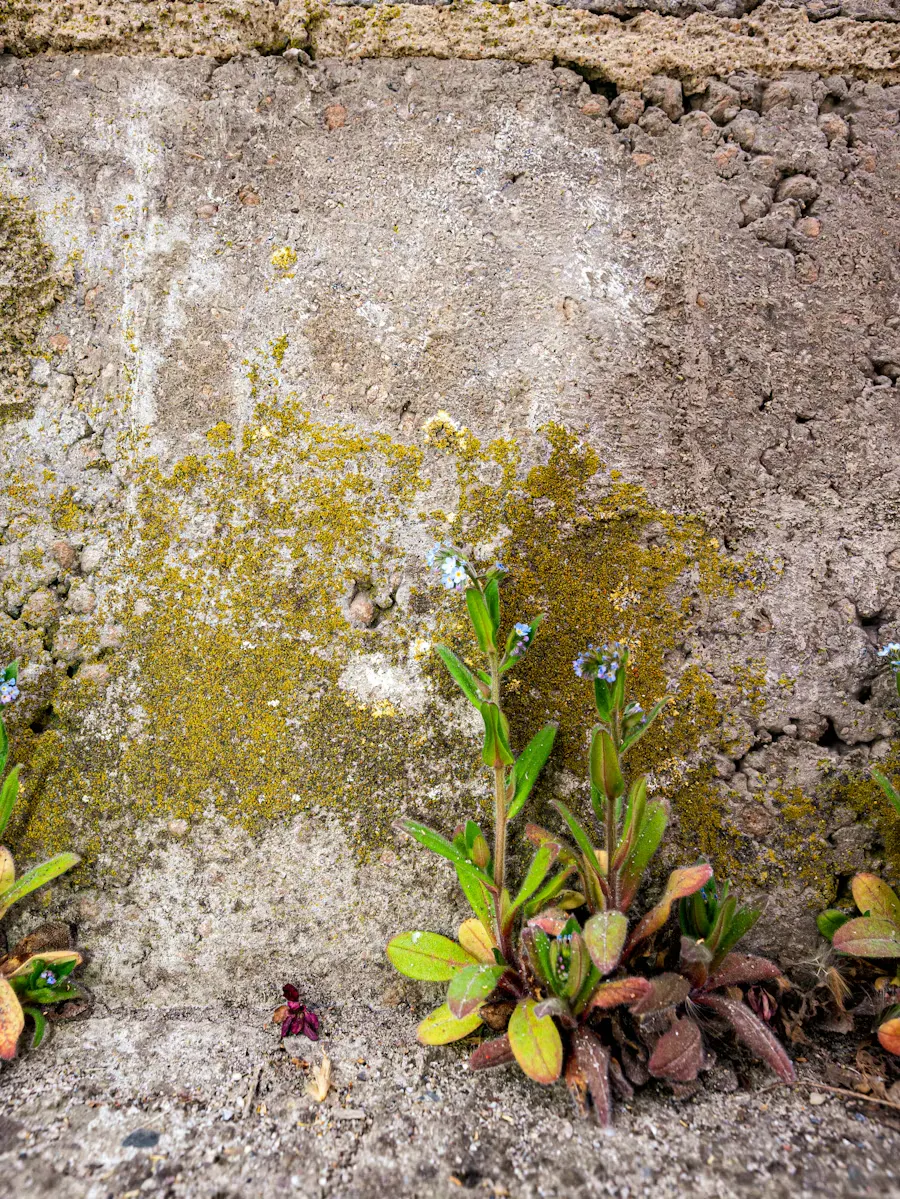 Forget me not against moss on a rock in the wild
