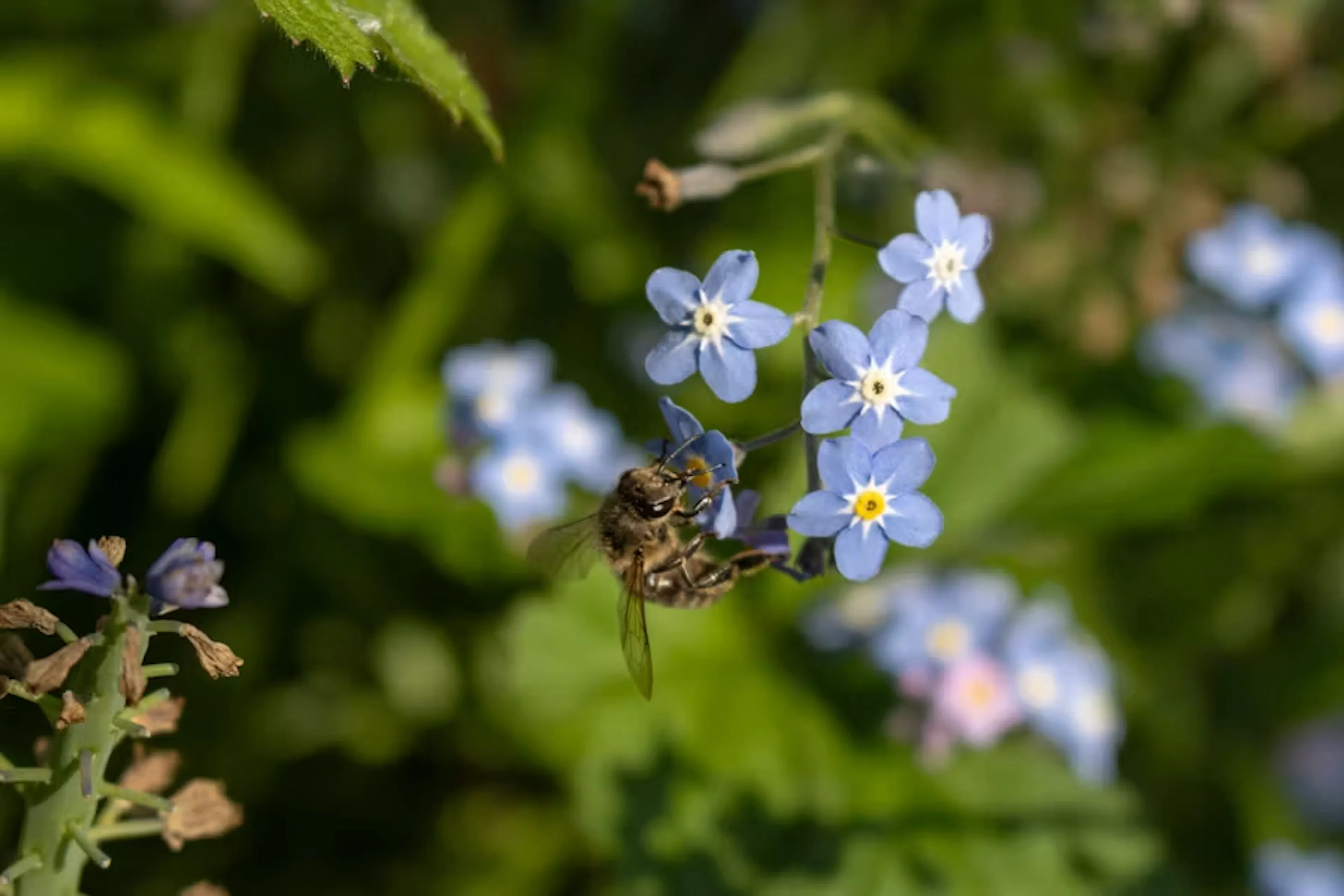 A bee on a forget me not 