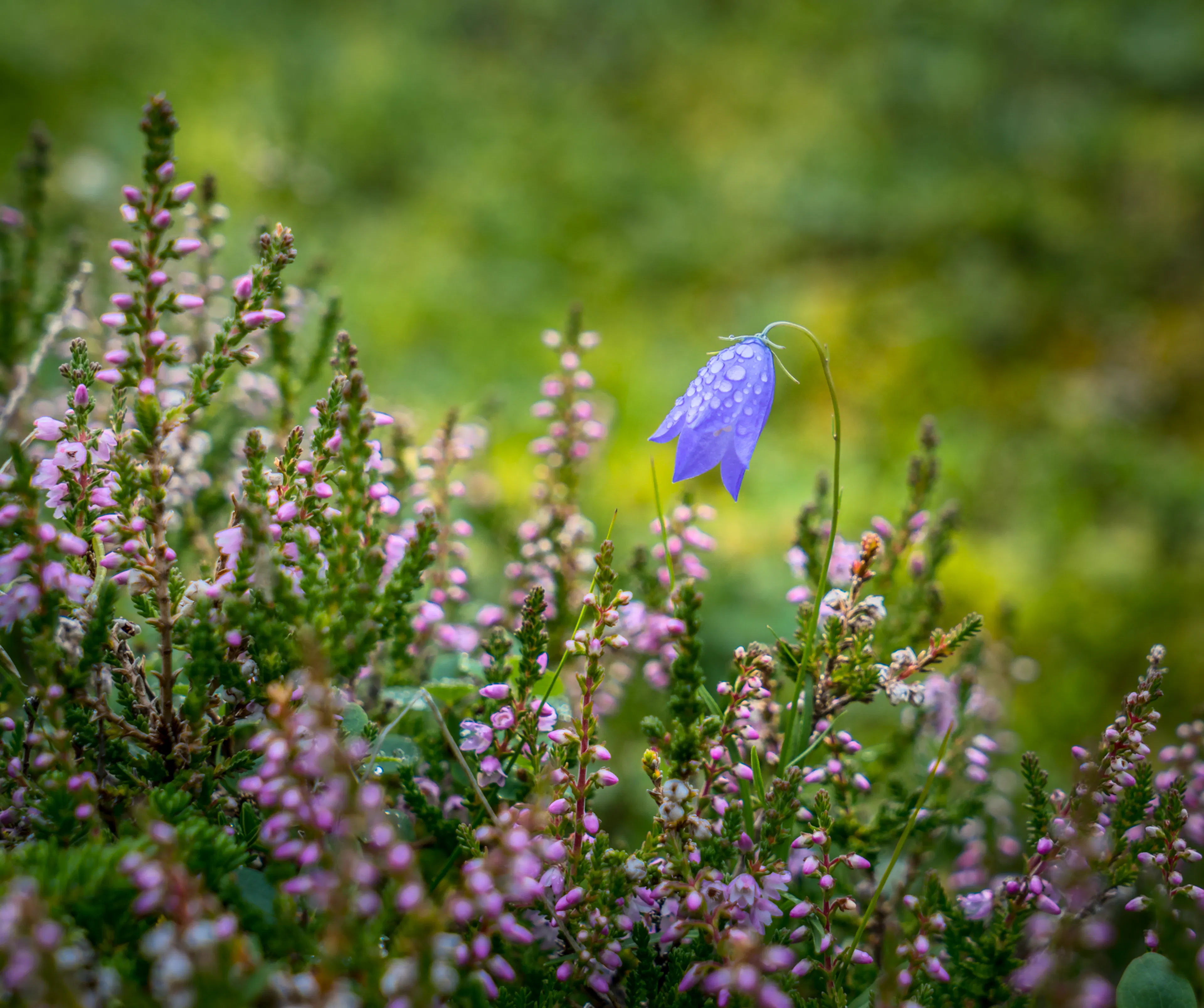 Bláklukka Campanula rotundifol summer