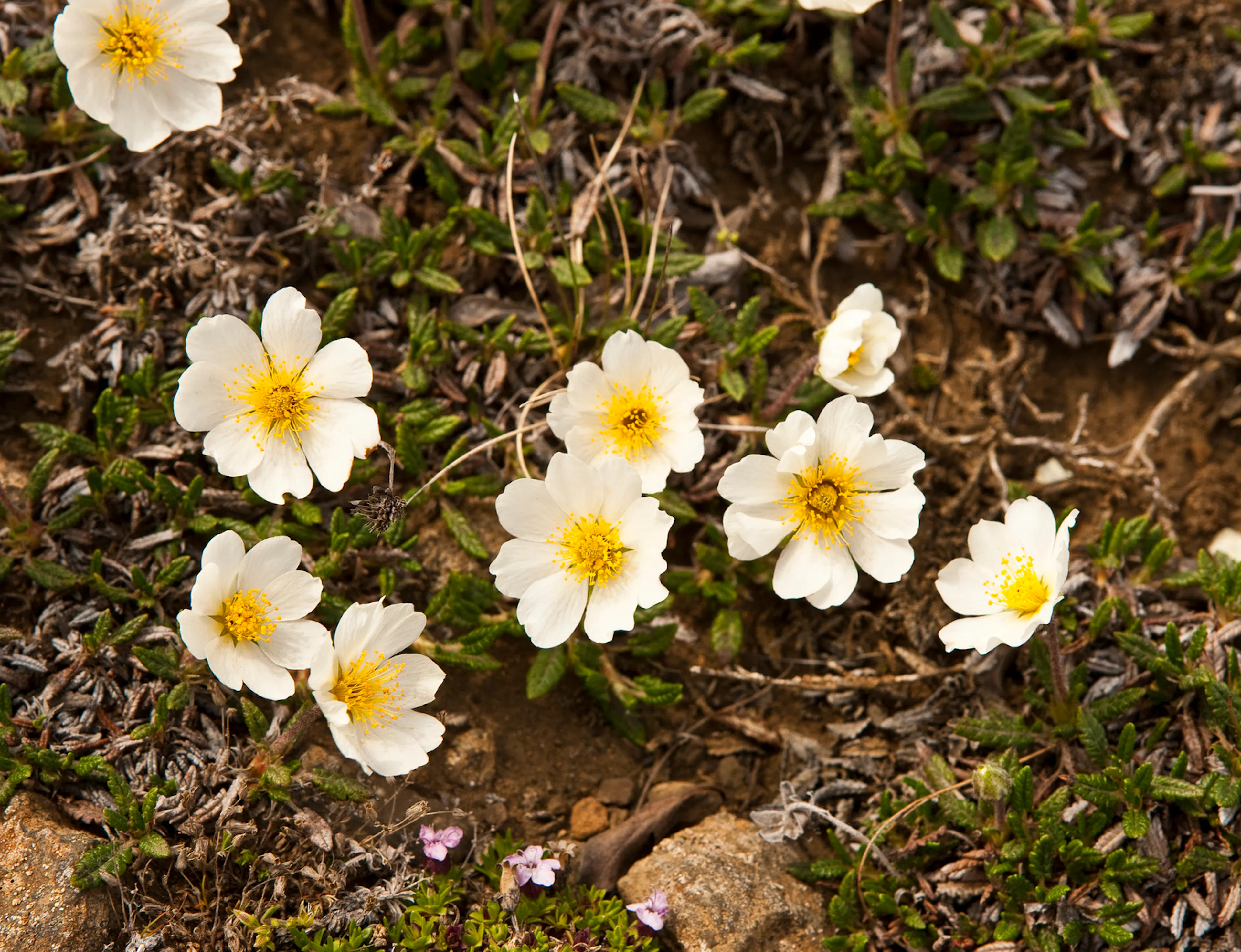 Mountain Avens in the ground