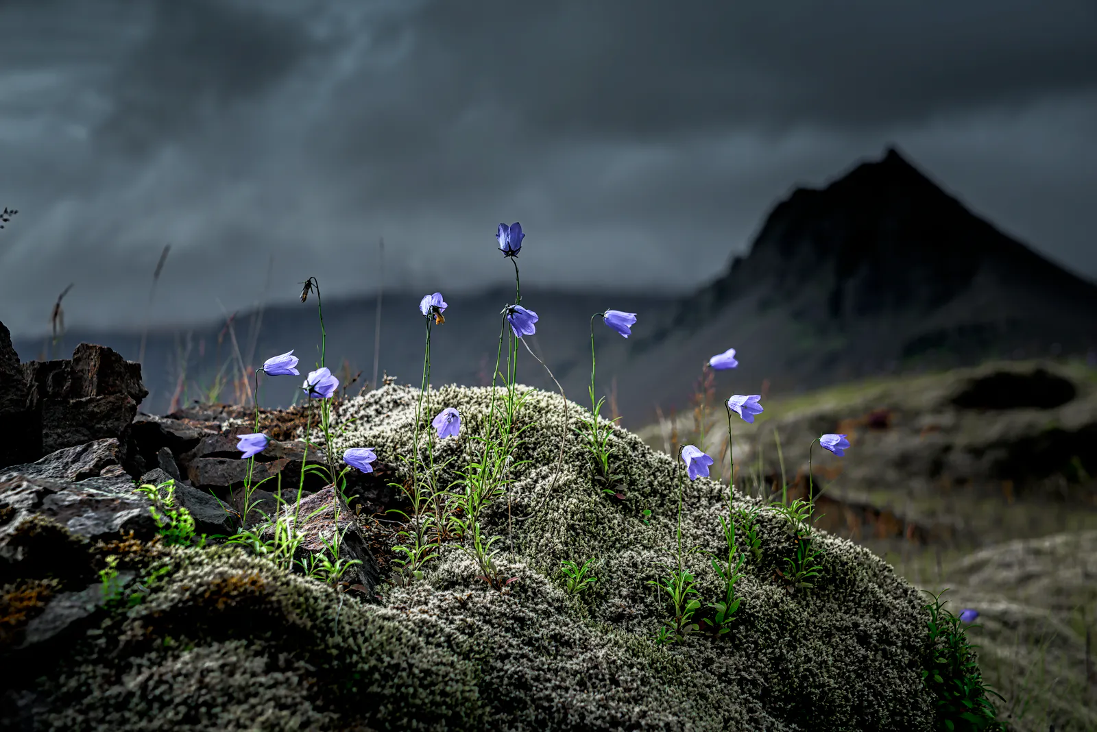 Harebell bláklukka in the greyish moss on a moody day