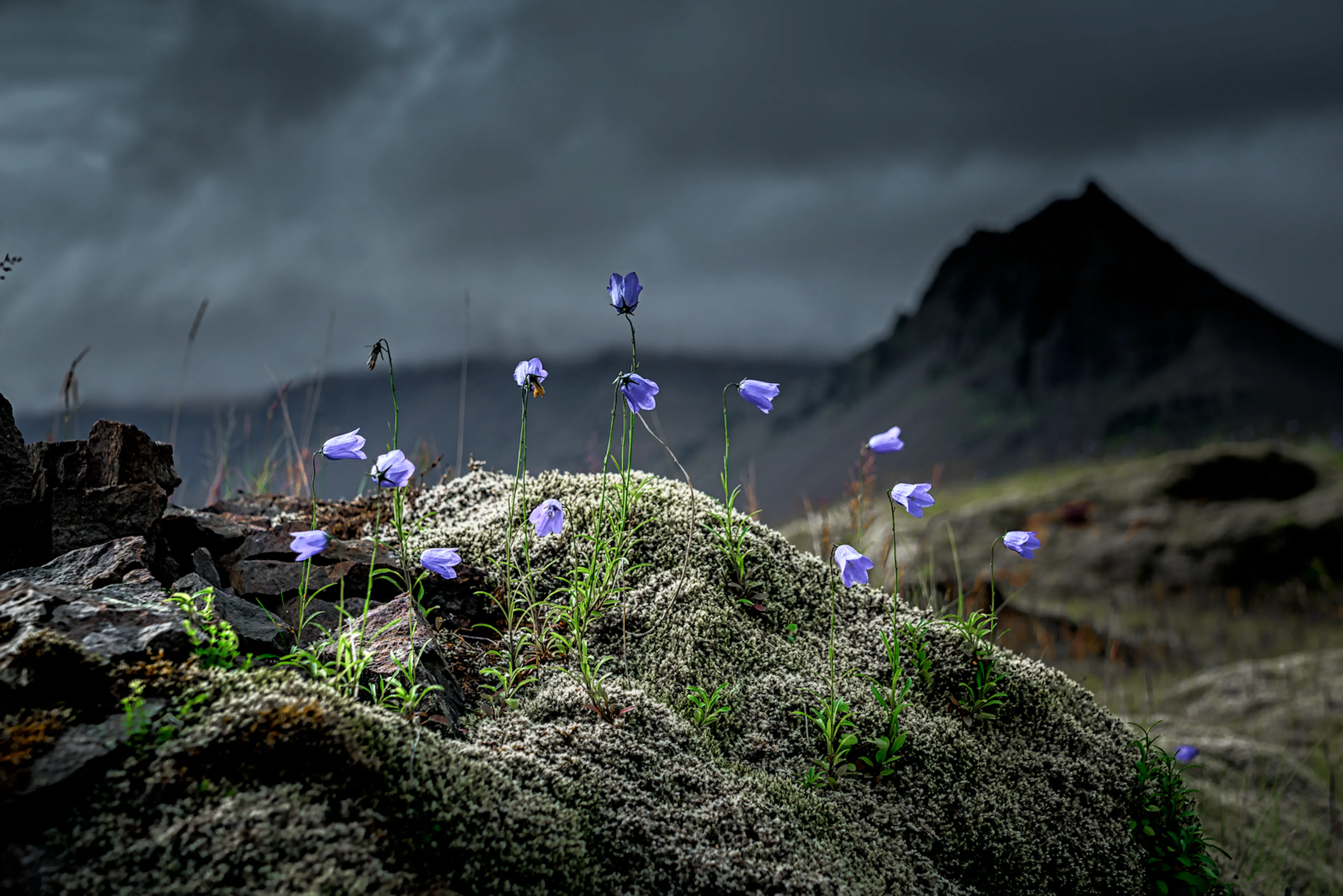 Harebell bláklukka in the greyish moss on a moody day