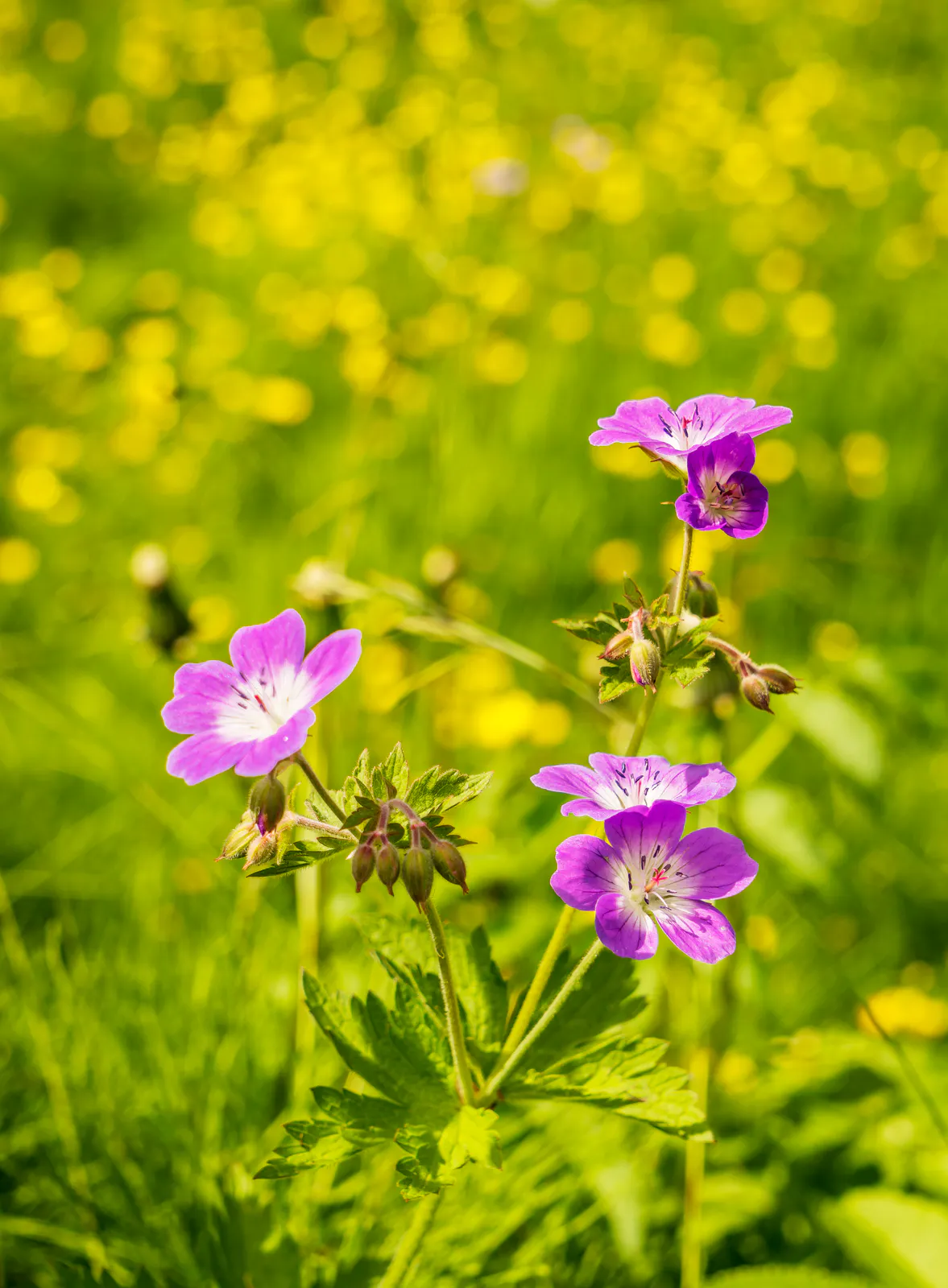 5 Lambagras flowers