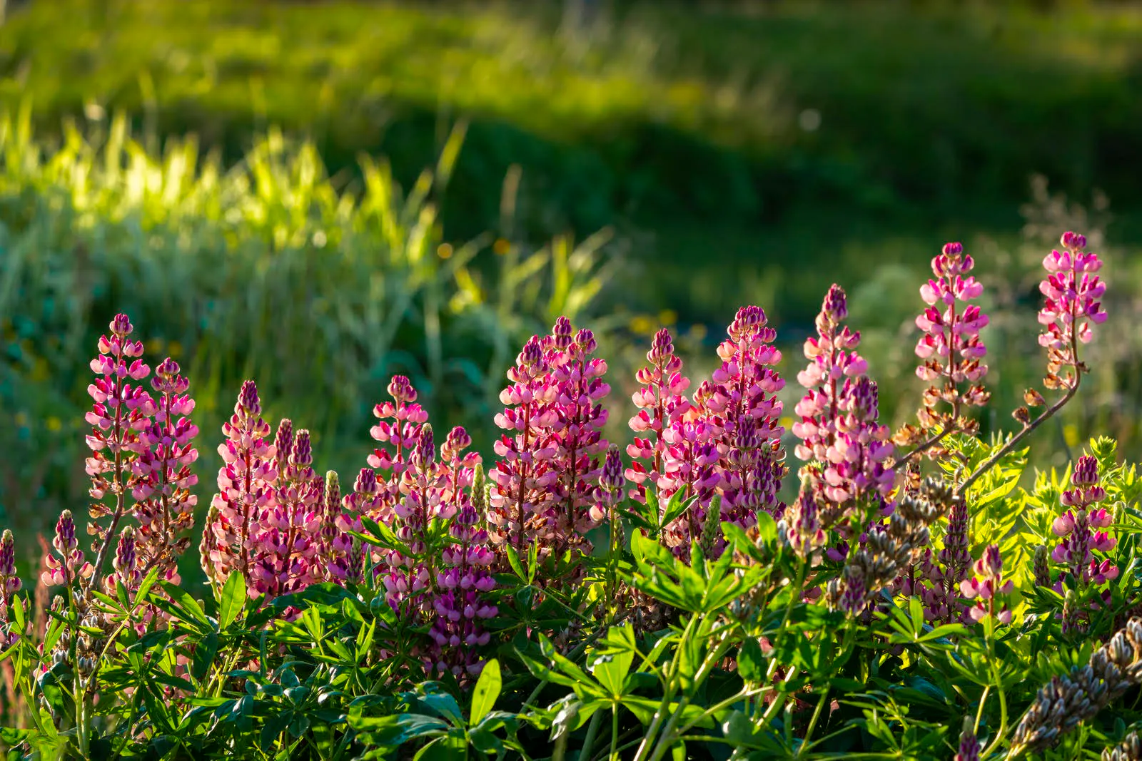 iceland lupine flowers brightened with the natural sun in a field of grass