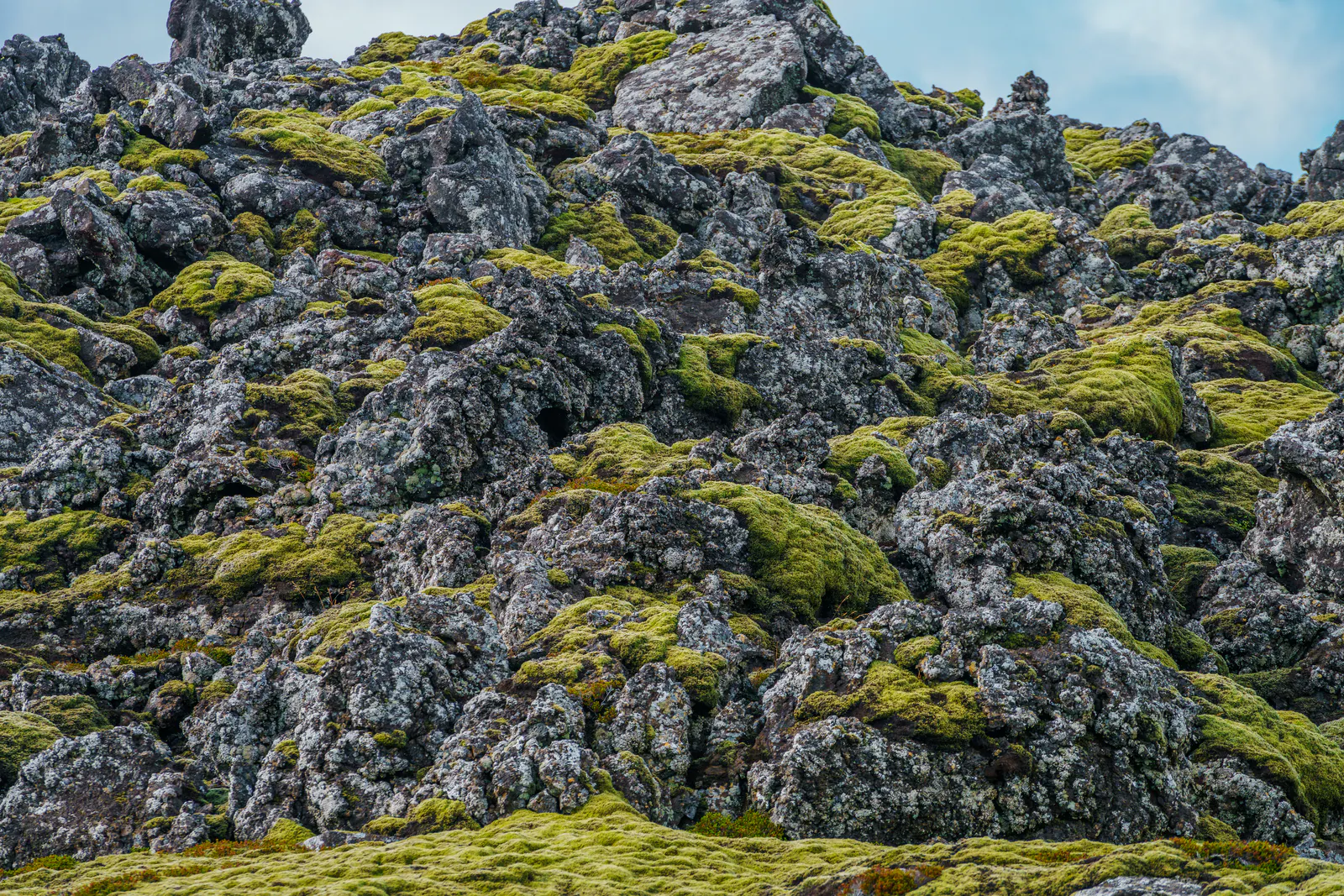 Moss growing on a stack of Lava