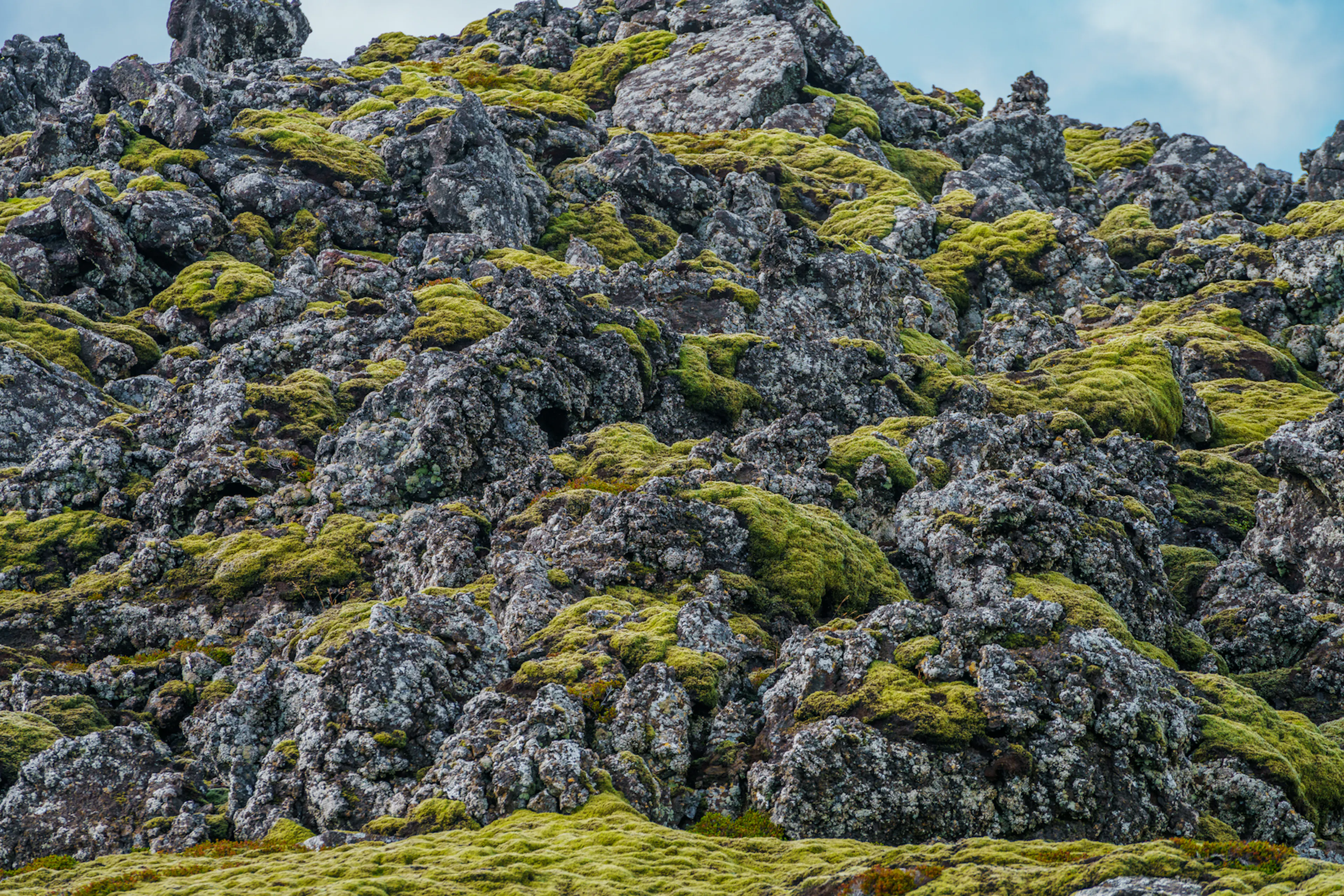 Moss growing on a stack of Lava 