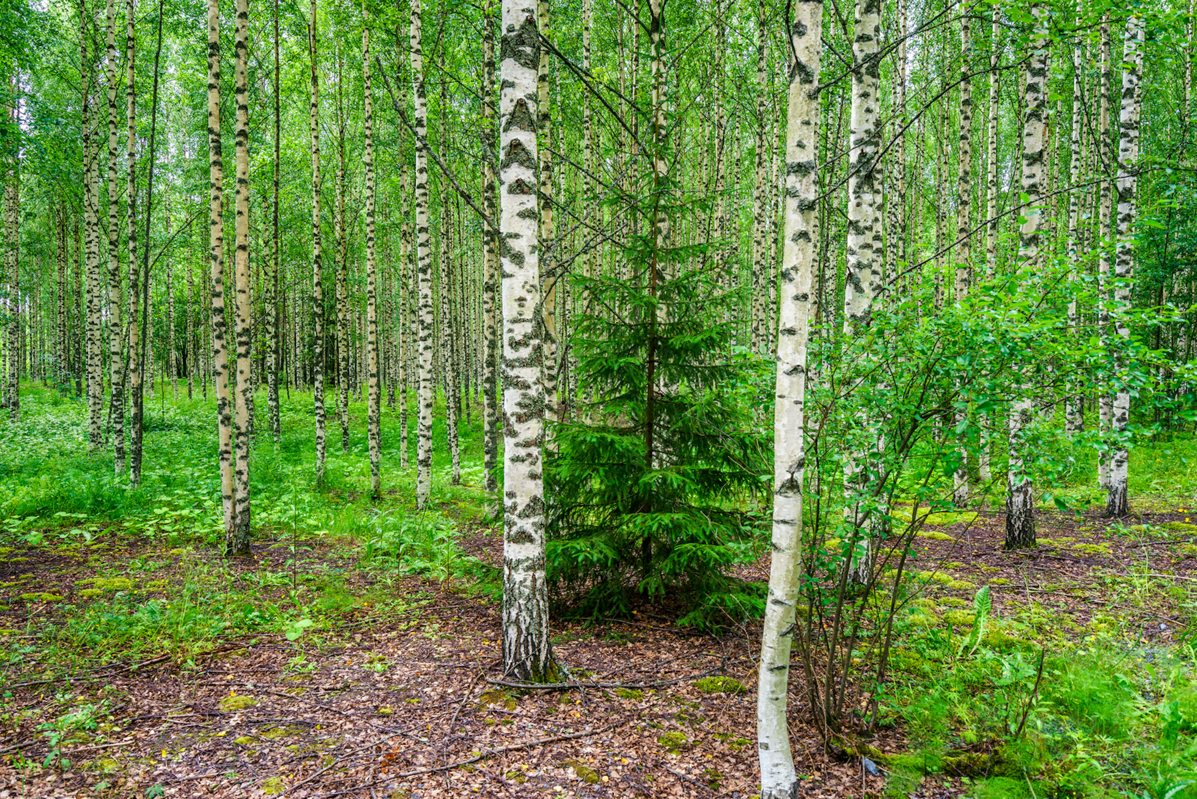 trees in a forest