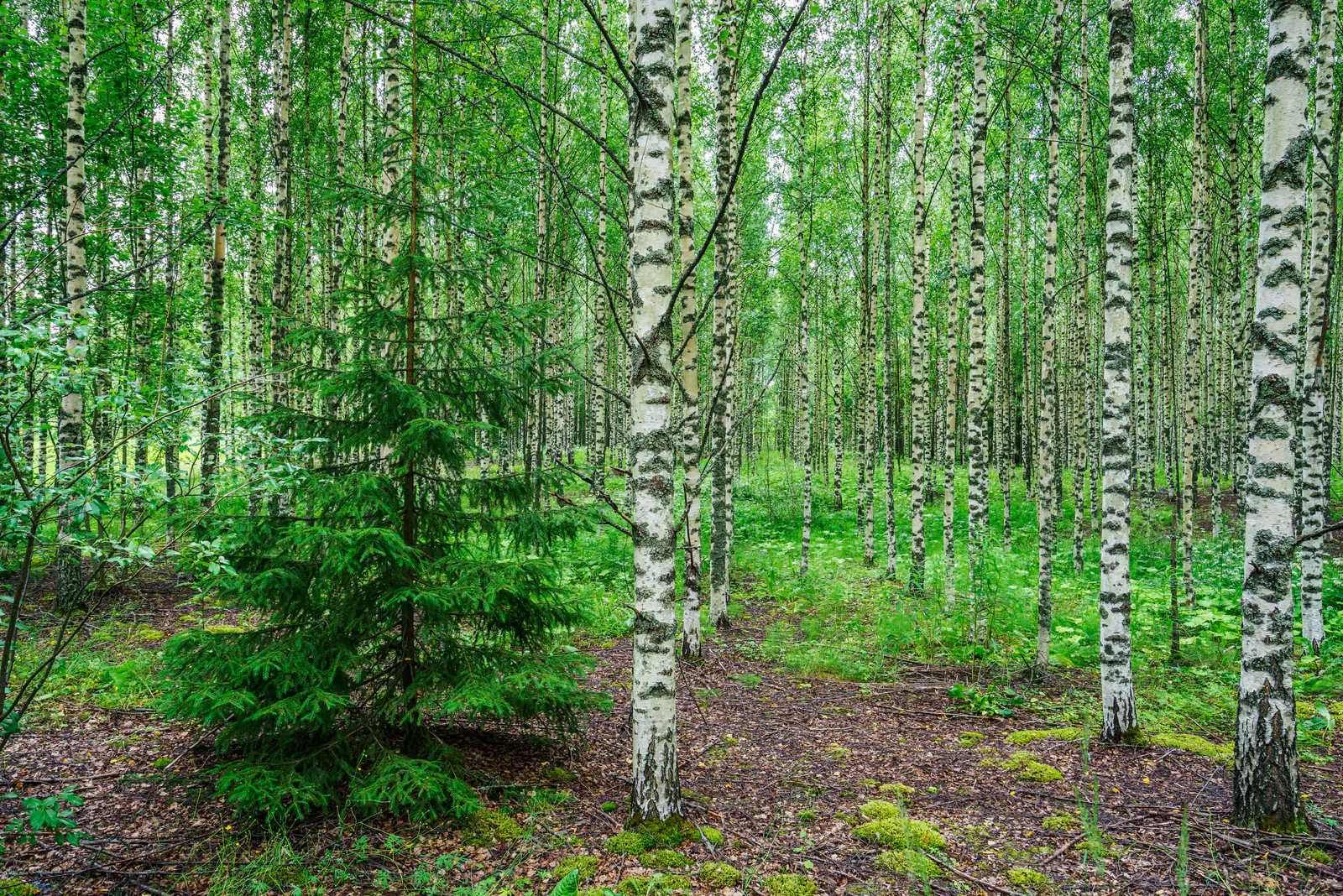 birki forest in the summer