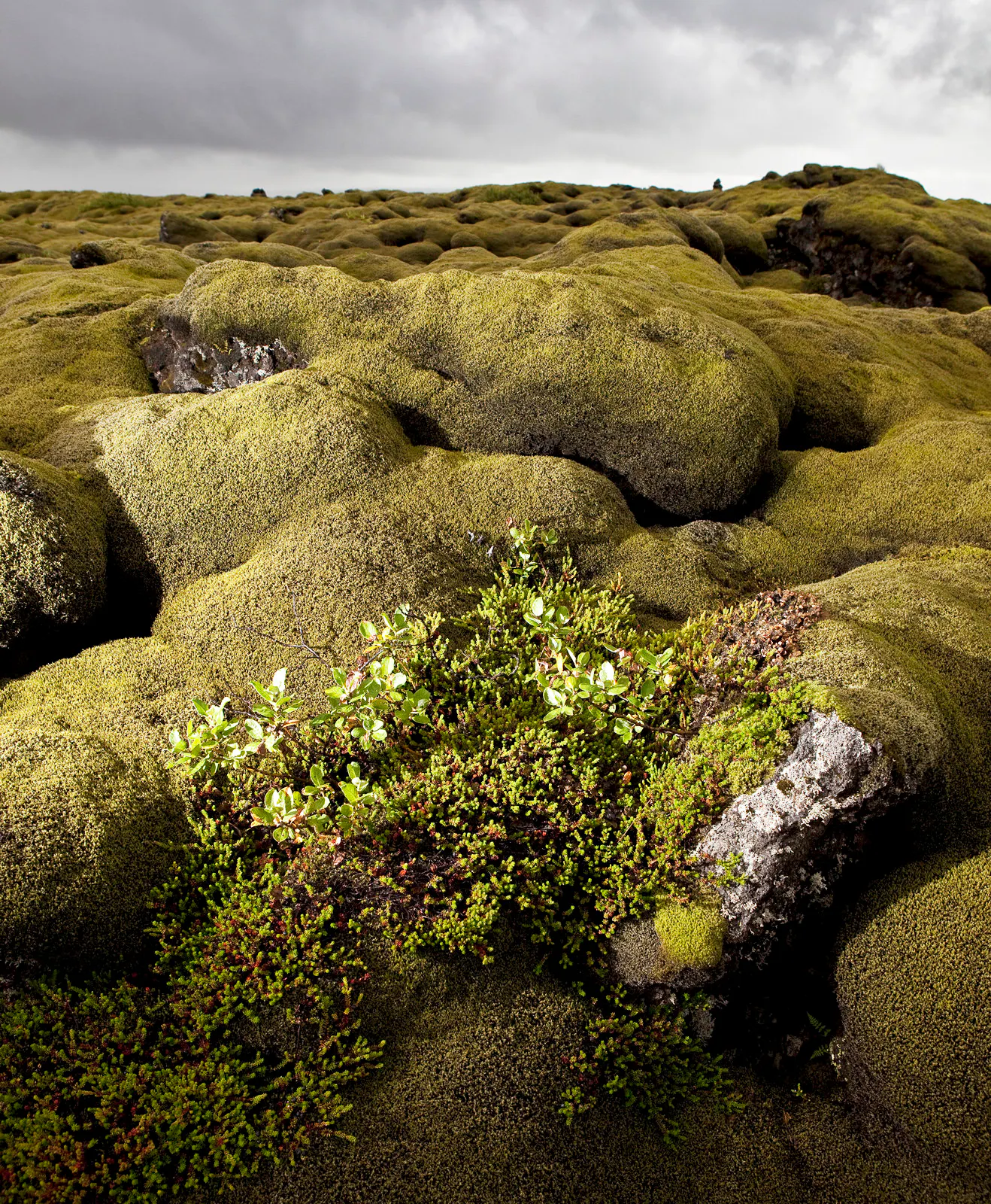 crowberries growing in the moss on lava rocks on a gloomy day in iceland
