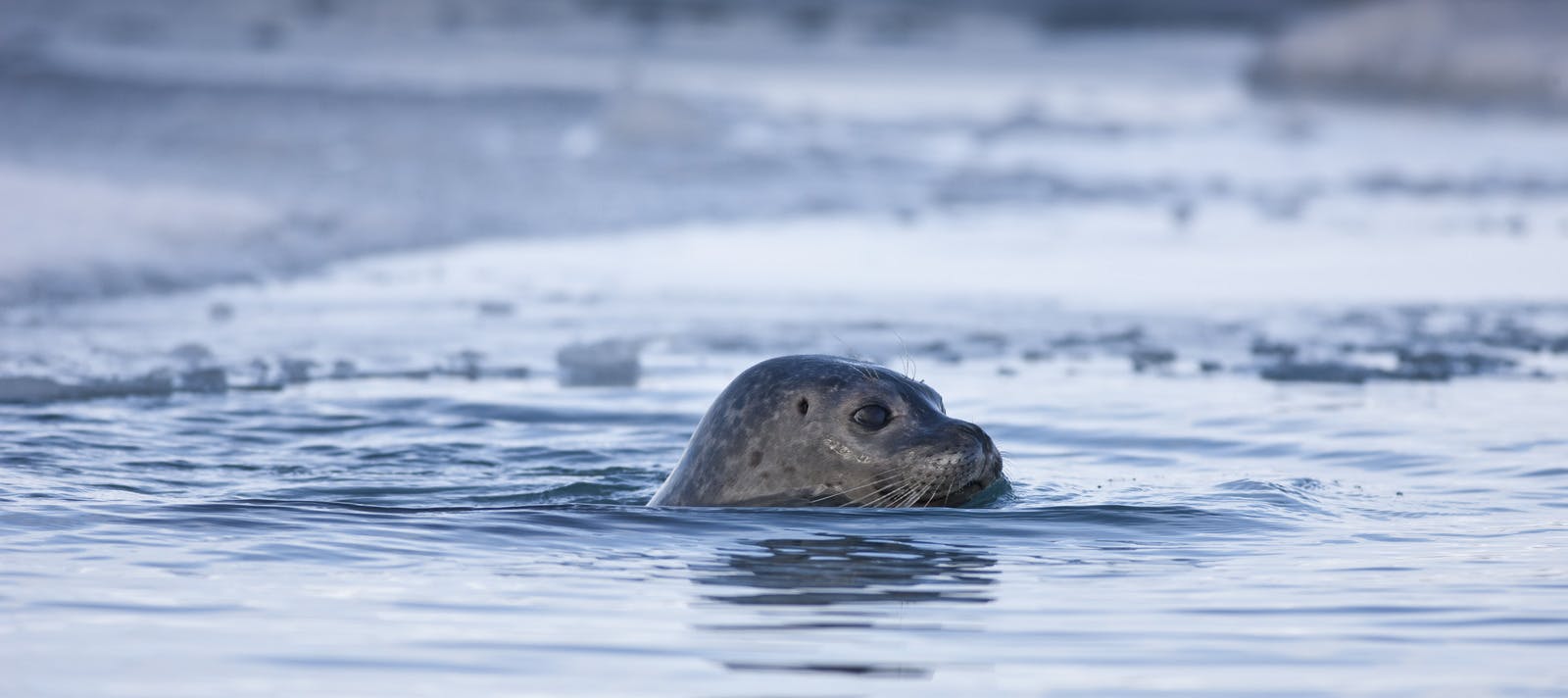 Seal in Iceland