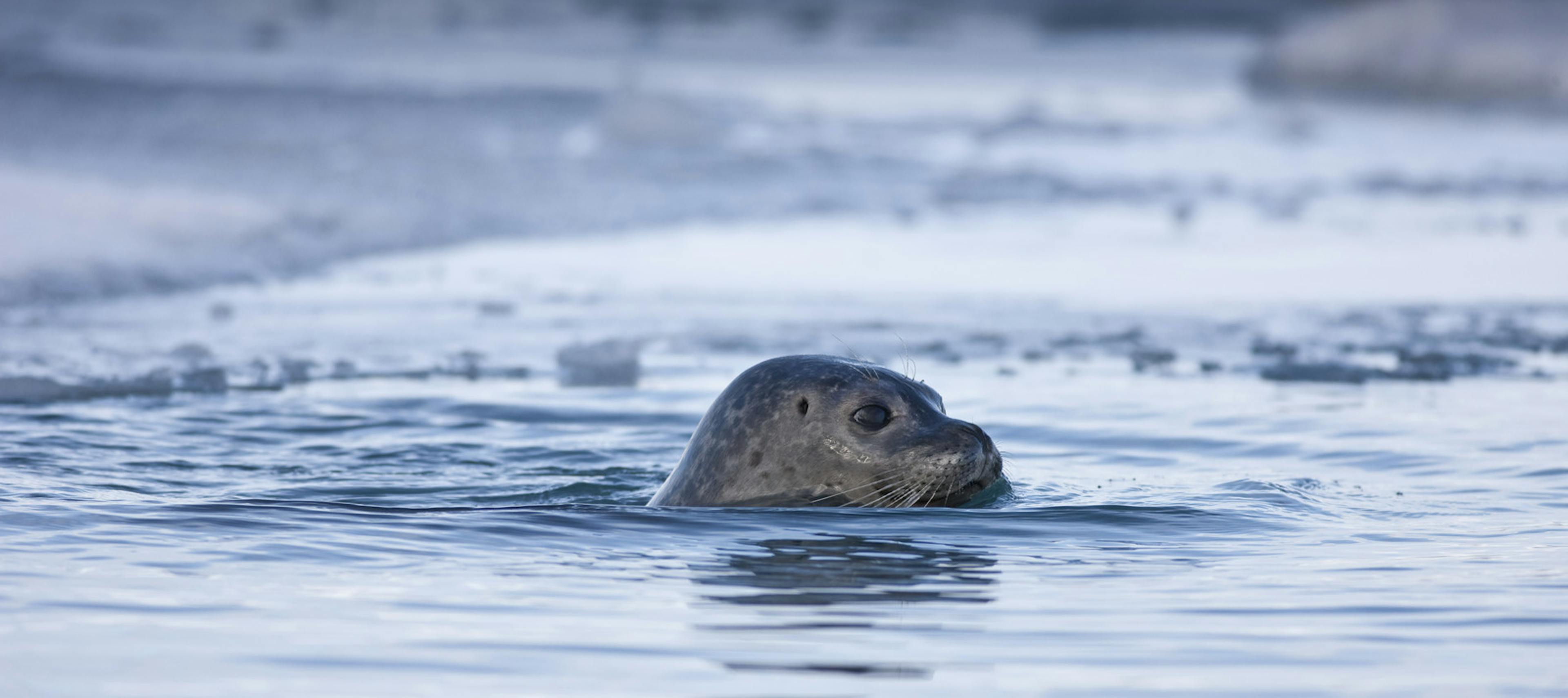 Seal poking its head out of water in Jökulsárlón