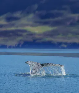 Whale swimming