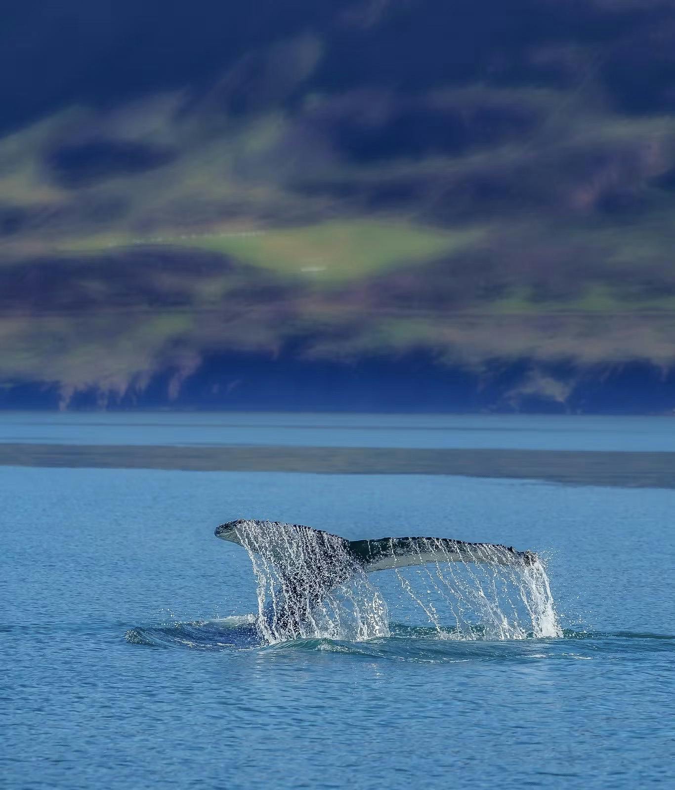 Ballena nadando