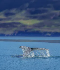 Whale swimming