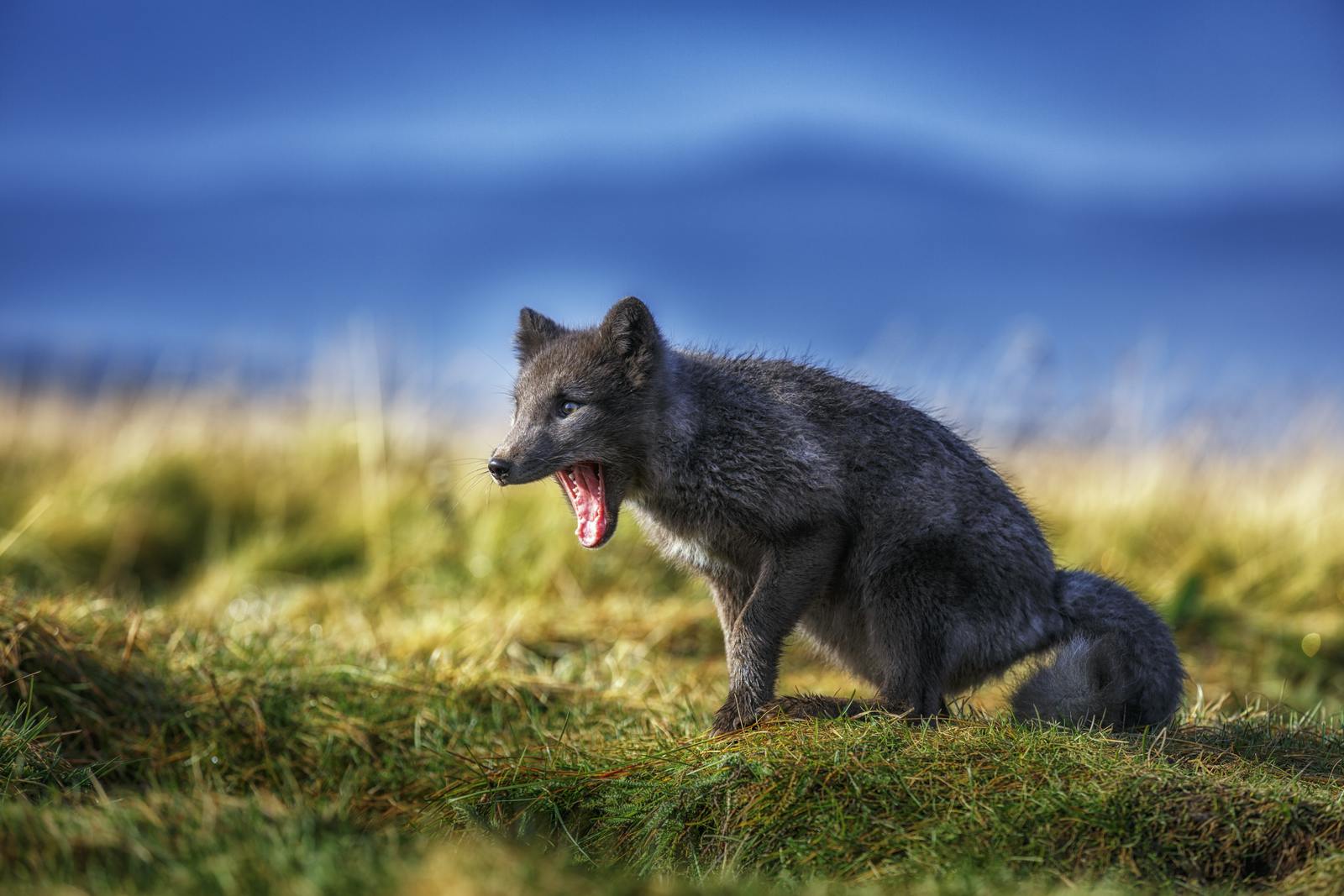 Arctic fox center