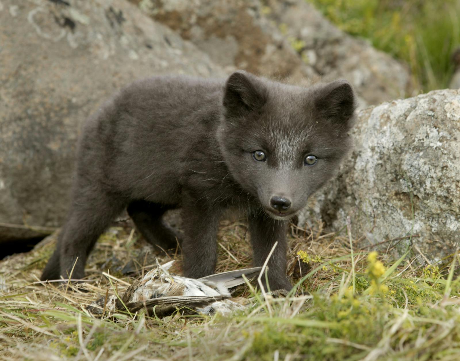 The Arctic Fox in Iceland