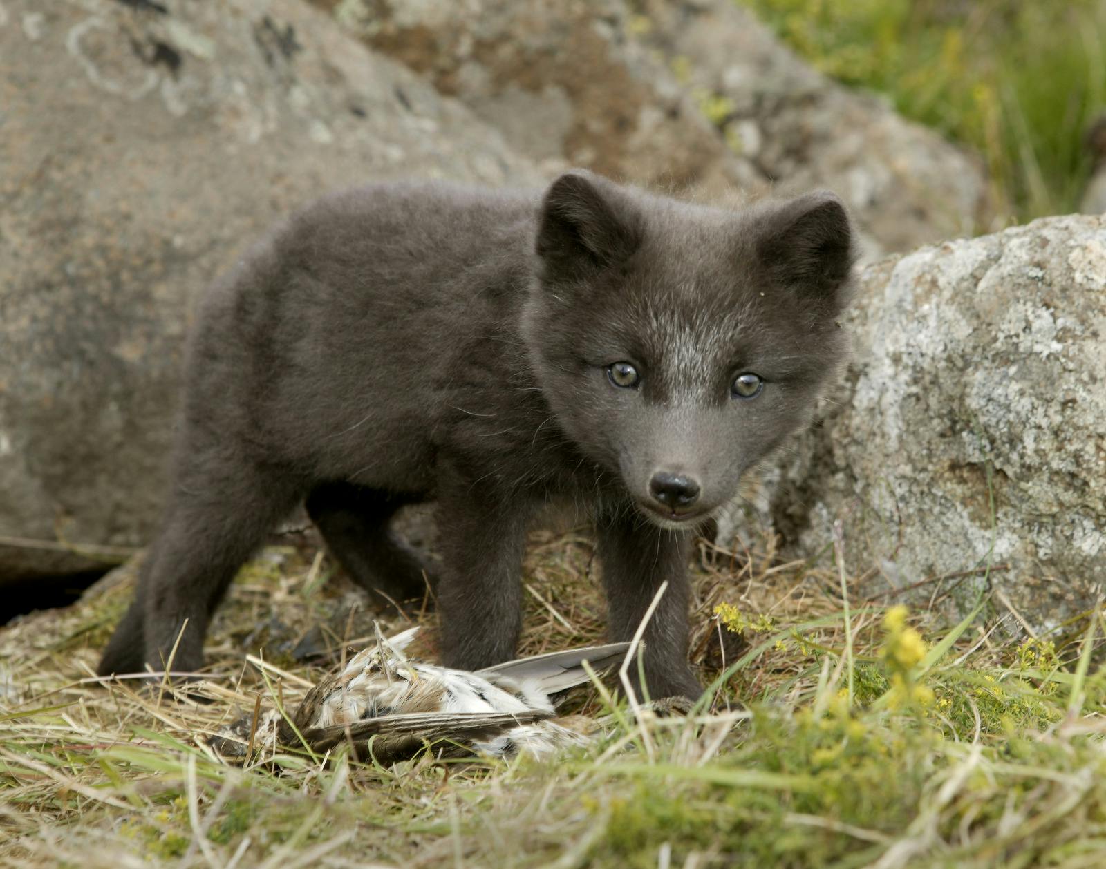 Arctic fox in Iceland