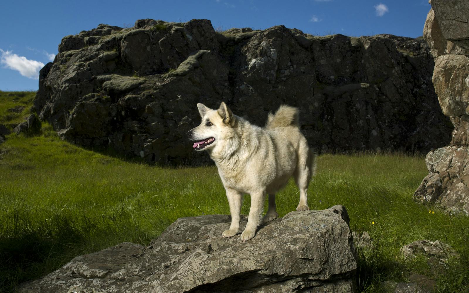 Icelandic sheepdog